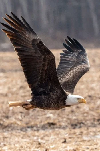 A soaring bald eagle over a natural landscape.