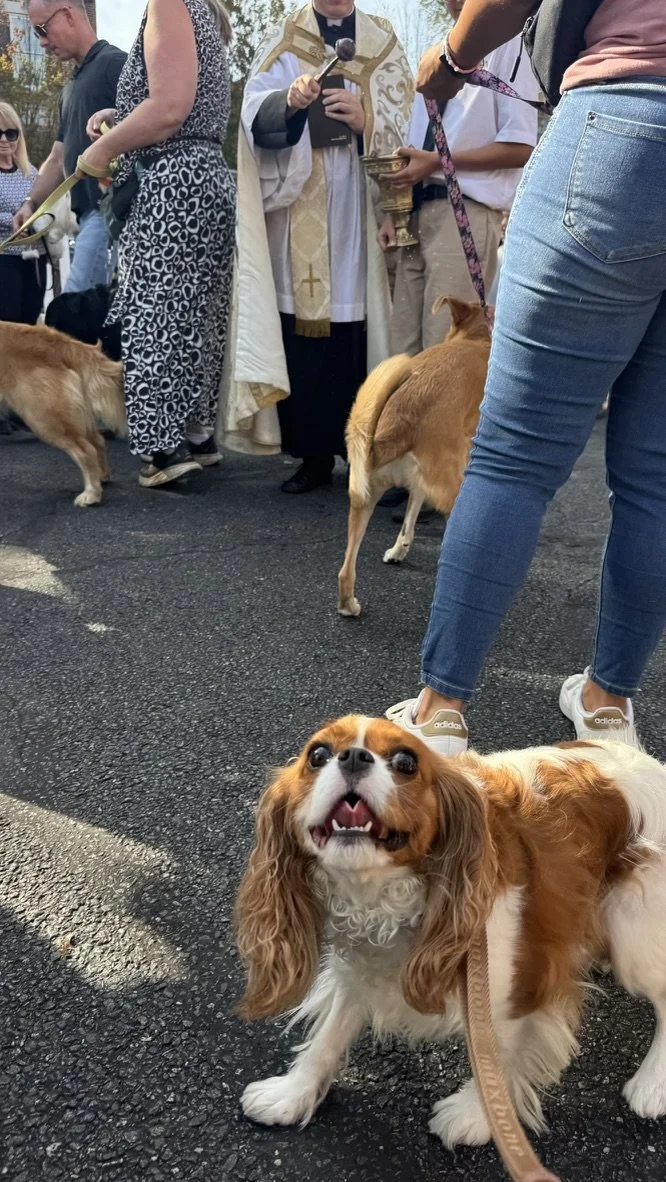 Ivy's Baptism (Blessing of Pets at St Mary's)