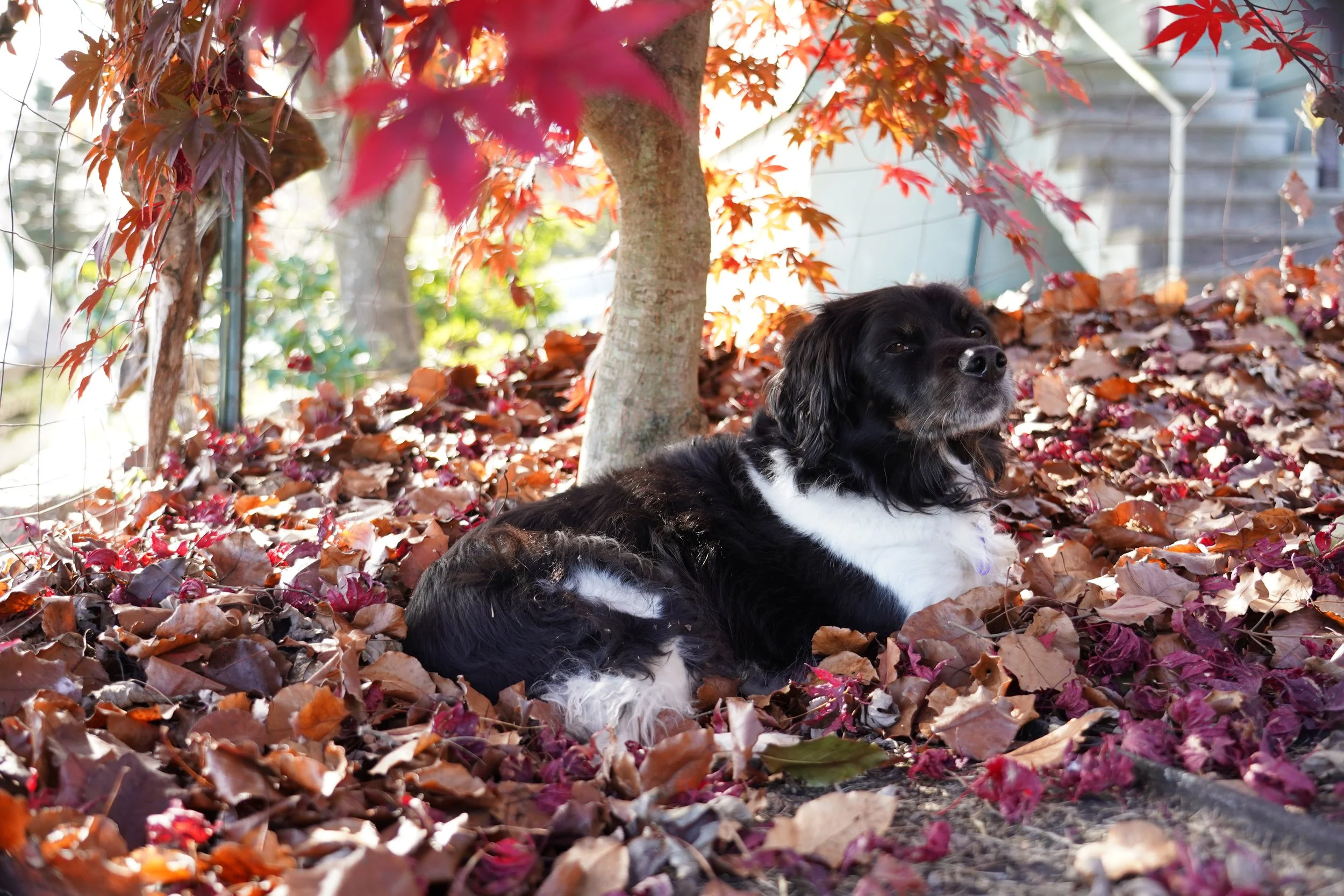 A black and white dog lying on a bed of fallen autumn leaves beneath a tree with red leaves.