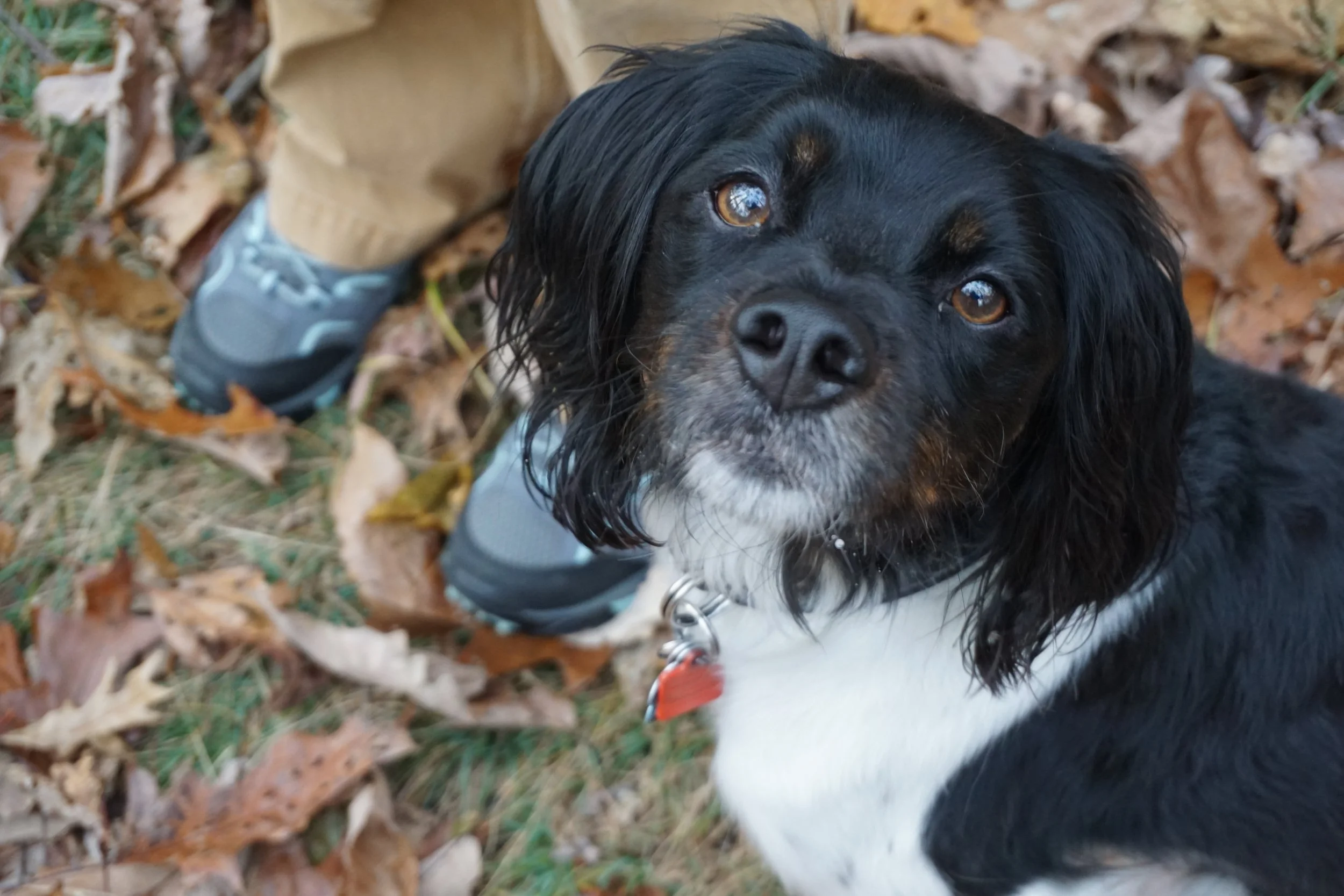 Close-up of a black and white dog looking up at the camera with brown eyes, surrounded by fallen autumn leaves and a person's legs in sneakers and khakis in the background.