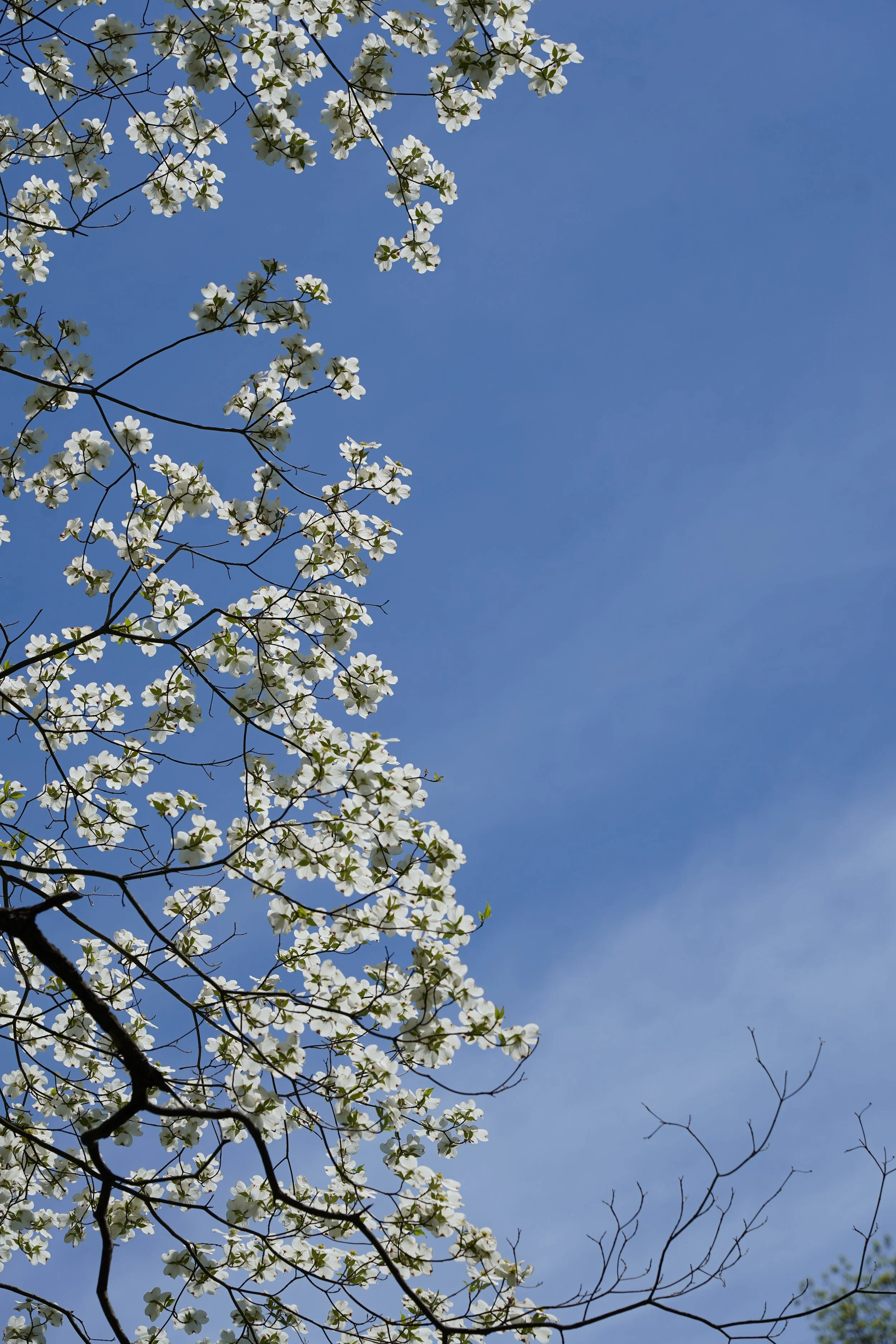 spring flowering tree