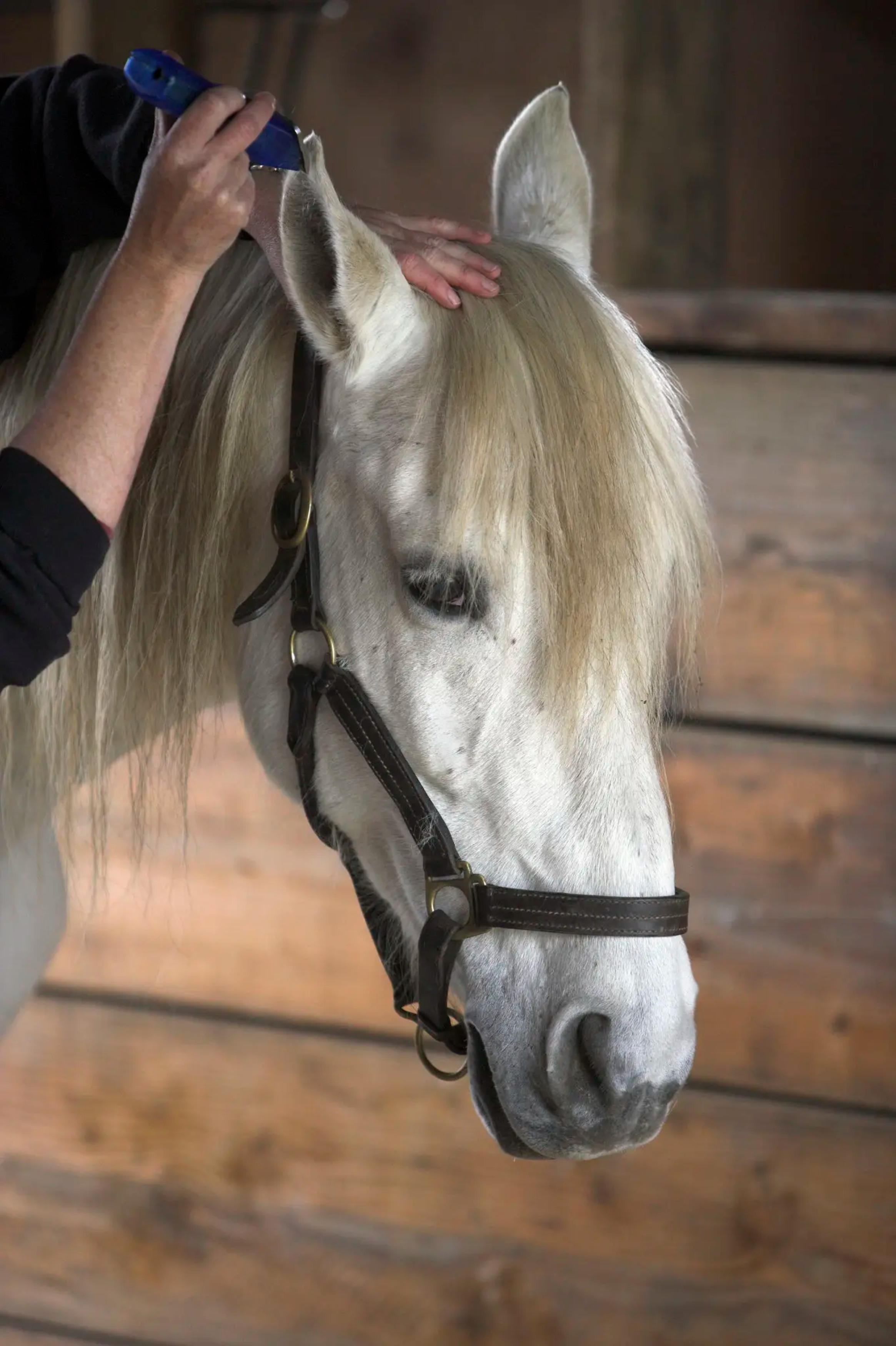 animal-health-wellbeing