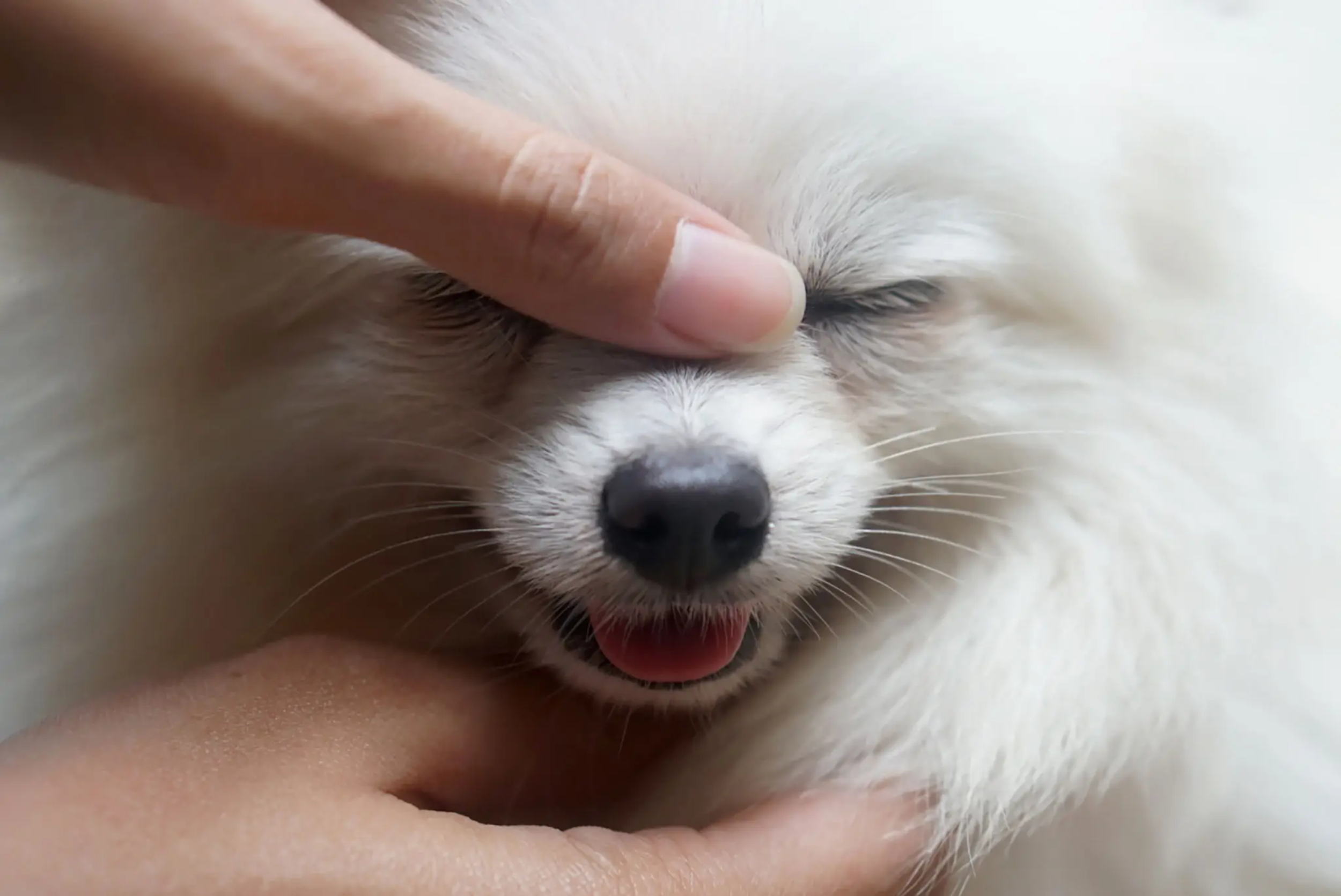 Animal-acuprepressure