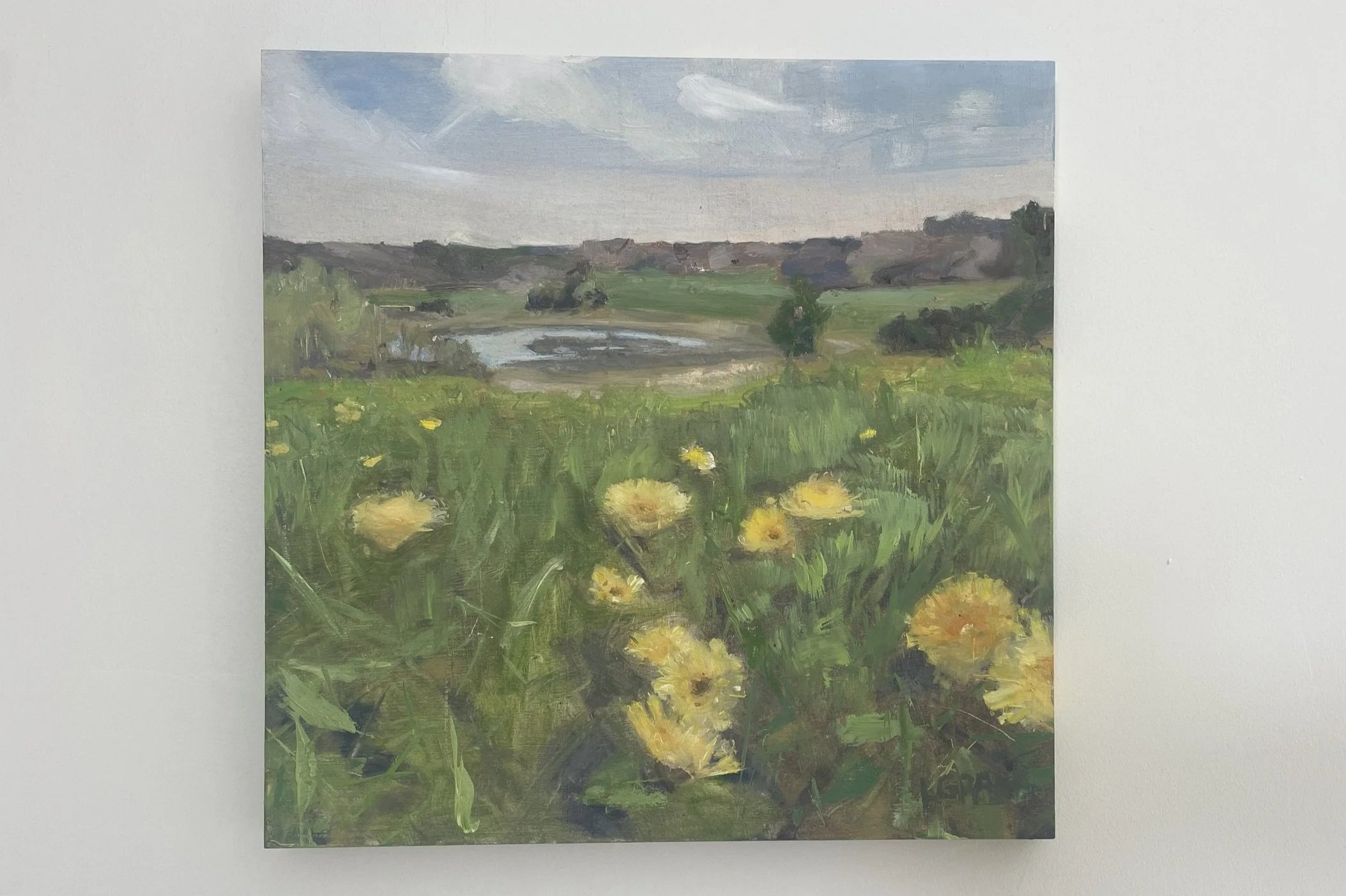 Dandelion Field at Salt Bay Farm