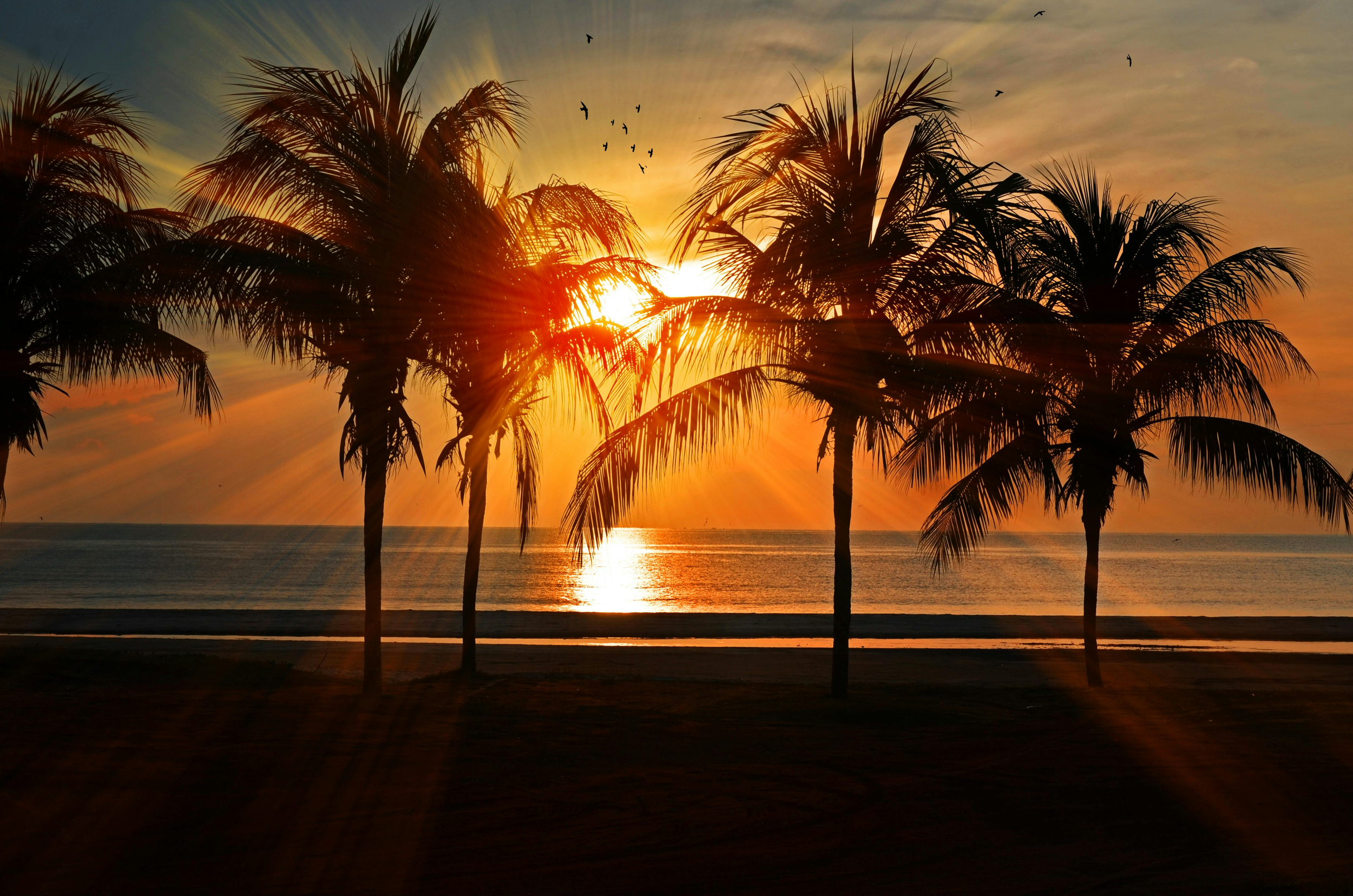 Sunset over the ocean with palm trees silhouetted in the foreground and birds flying in the sky.