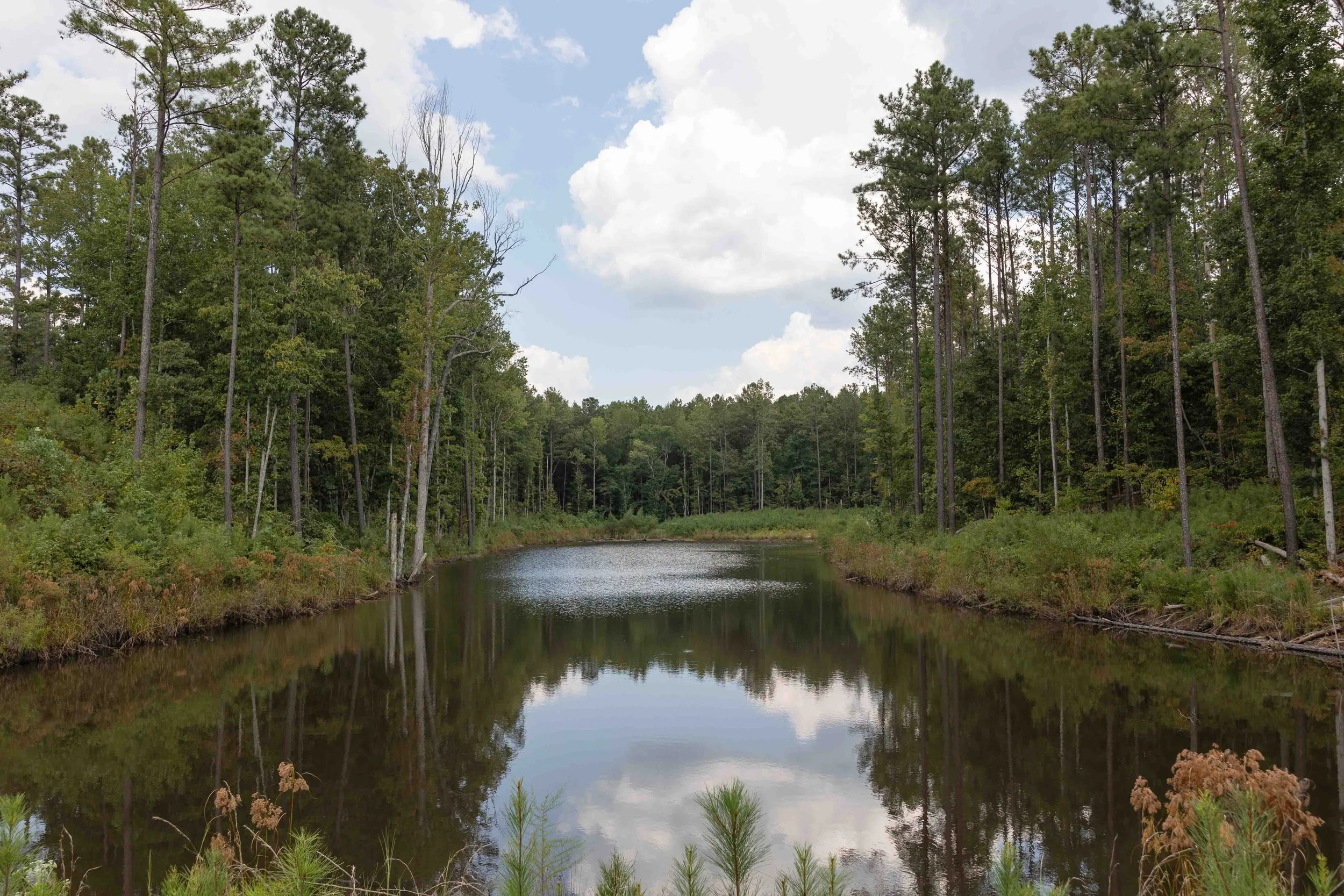 A peaceful river flowing through a lush forest, with reflections of trees and clouds on the water's surface.