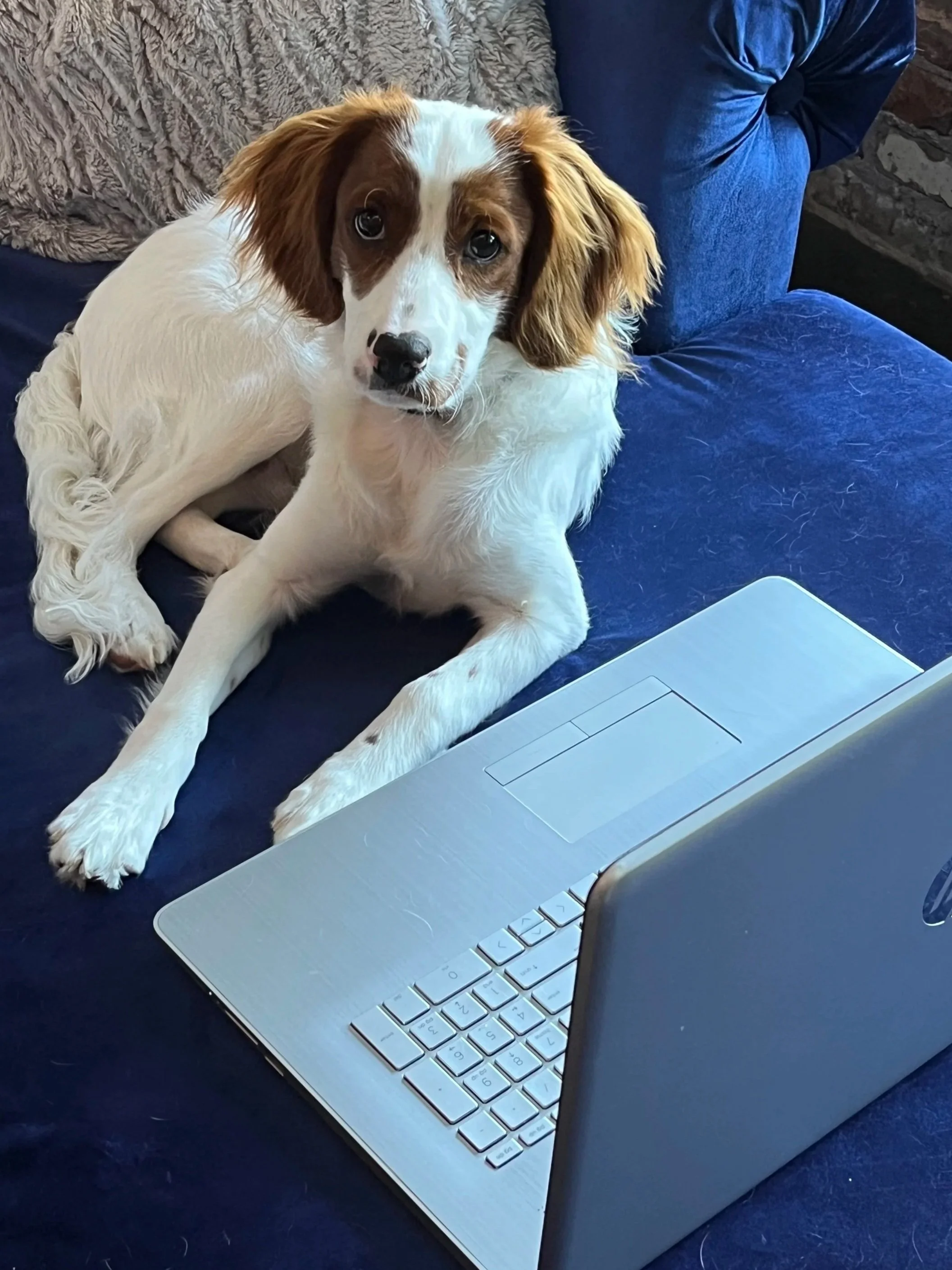 A cute puppy with white and brown fur lying on a blue couch, looking at the camera, with a silver laptop on a dark blue surface nearby.