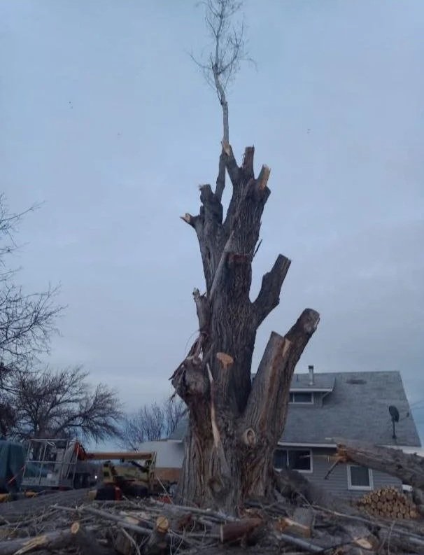 A large, partially cut down tree with a large trunk and a small branch at the top, located in a residential area with a house in the background.