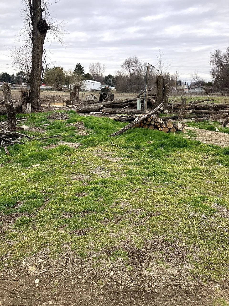A yard with cut and fallen trees, some logs stacked, and a partially damaged wooden fence. Overcast sky.