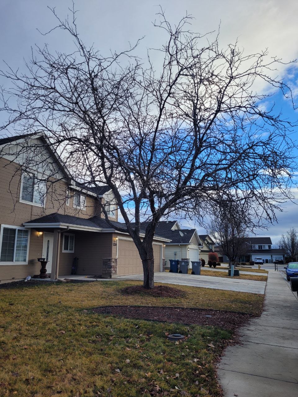 A leafless tree in front of a suburban house on a partly cloudy day