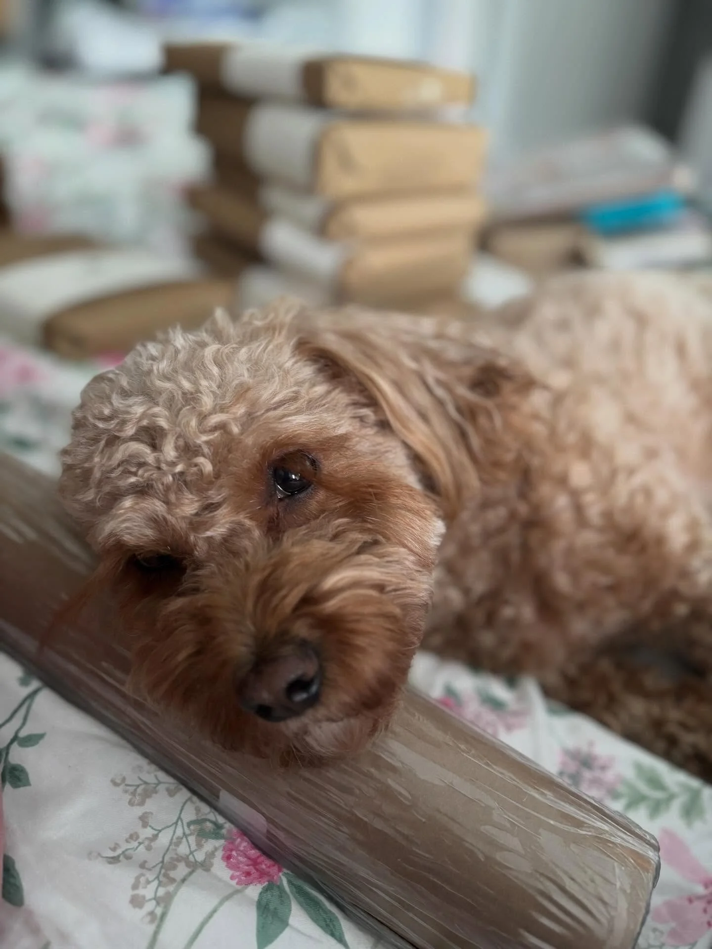 Someone does not want me to wrap any books.  She is too cute to move.  Piper 1. Mika 0.