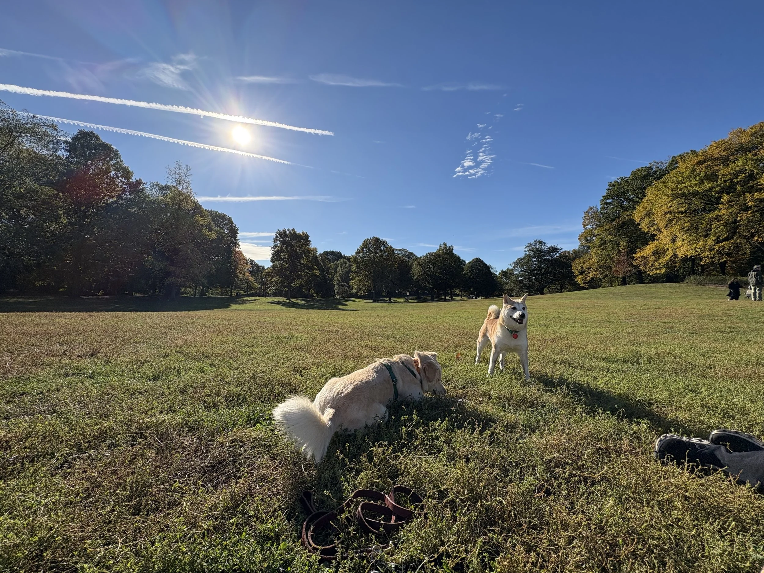 Off-Leash Meetup @ Prospect Park