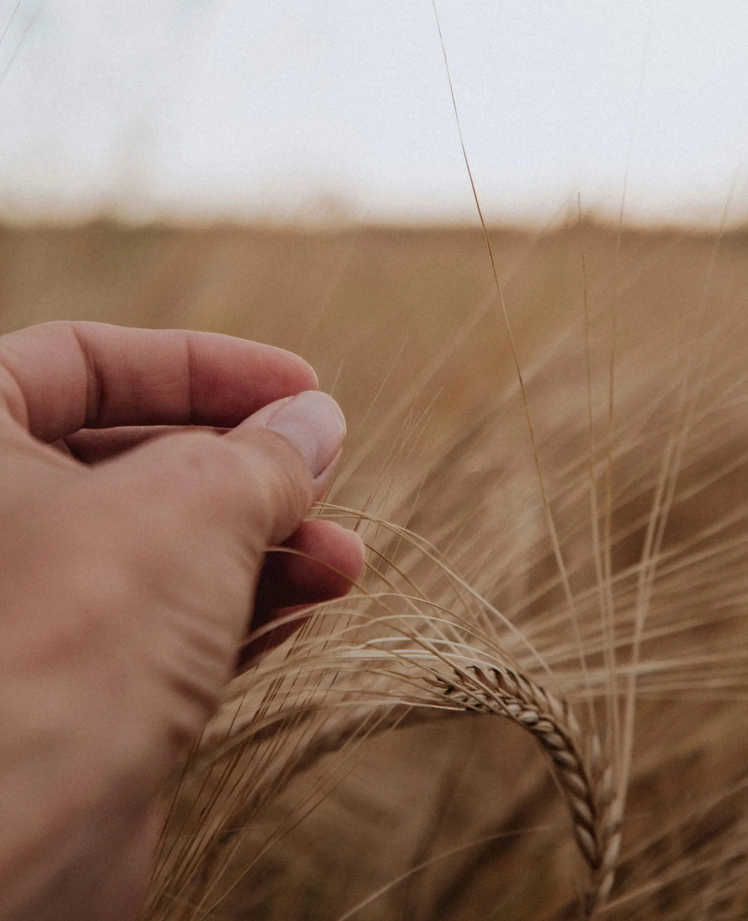 A close-up of a hand gently holding a wheat stalk, with a soft-focus golden field in the background.