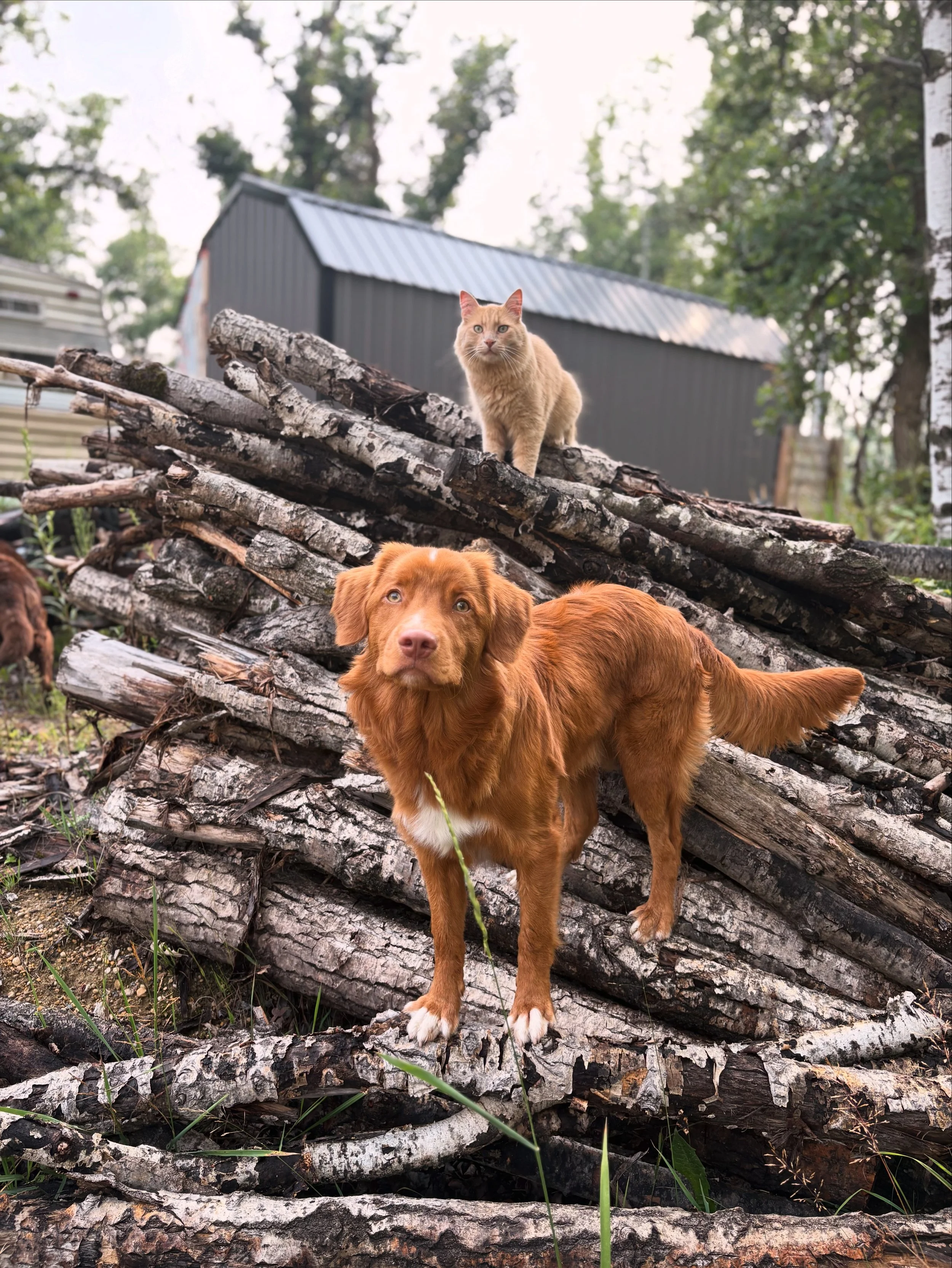 A golden-brown cat perched on a pile of tree logs with a dog in front of it, in a yard with trees and a shed in the background.