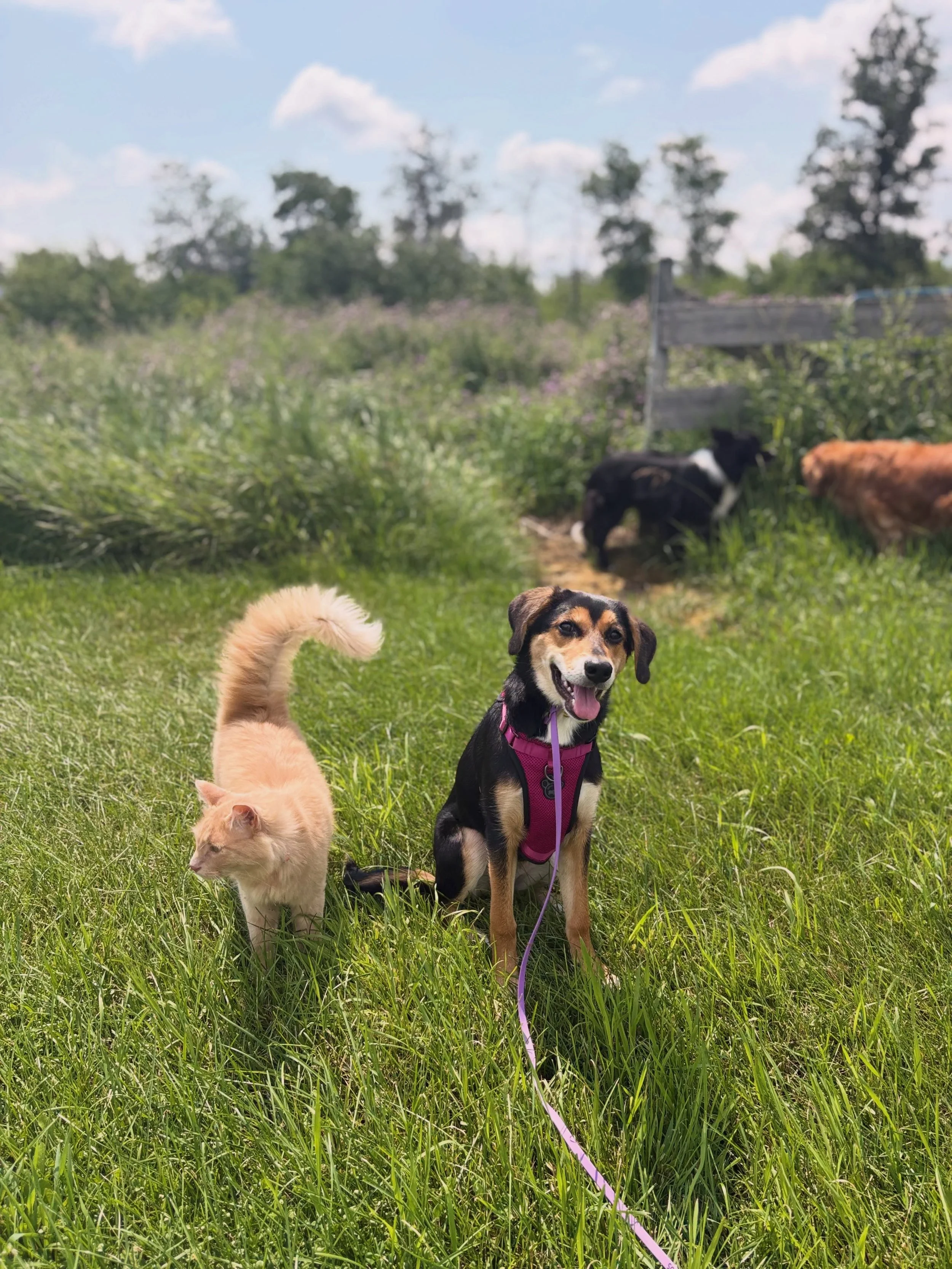 Farm photo dump 🫶❤️🌻🌷🌾

All the pups have been loving the new farm so far! We can&rsquo;t wait to welcome a full house this weekend🥹

If you&rsquo;re looking for boarding this summer or fall, send me a message or fill out the inquiry form throug