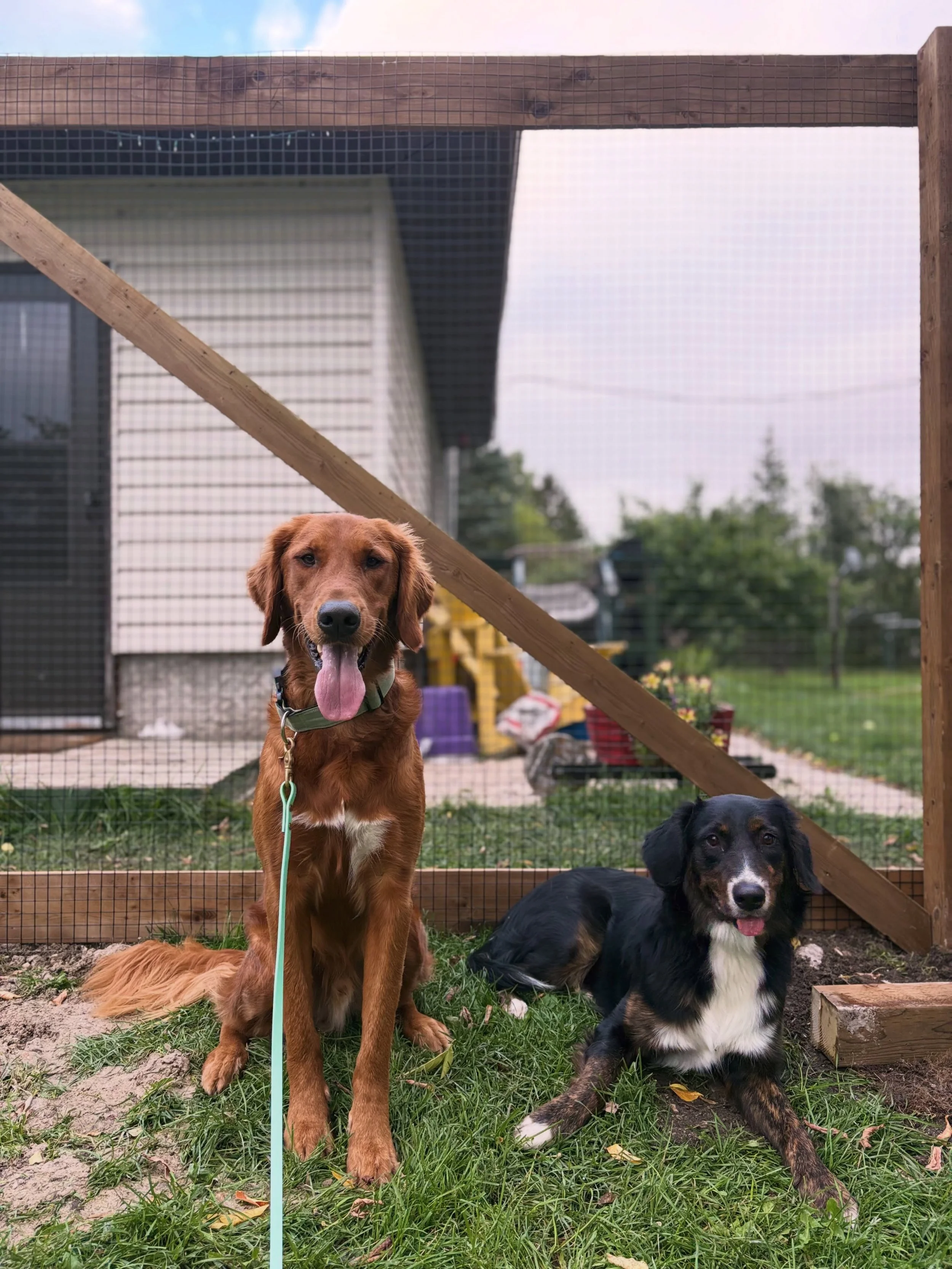 These boys cannot wait to test out the new dog yard soon! 👀👀

We&rsquo;ve been working hard around the farm, and we can&rsquo;t wait to share all the exciting upgrades with everyone! We have some big plans for this place, and we&rsquo;re incredibly