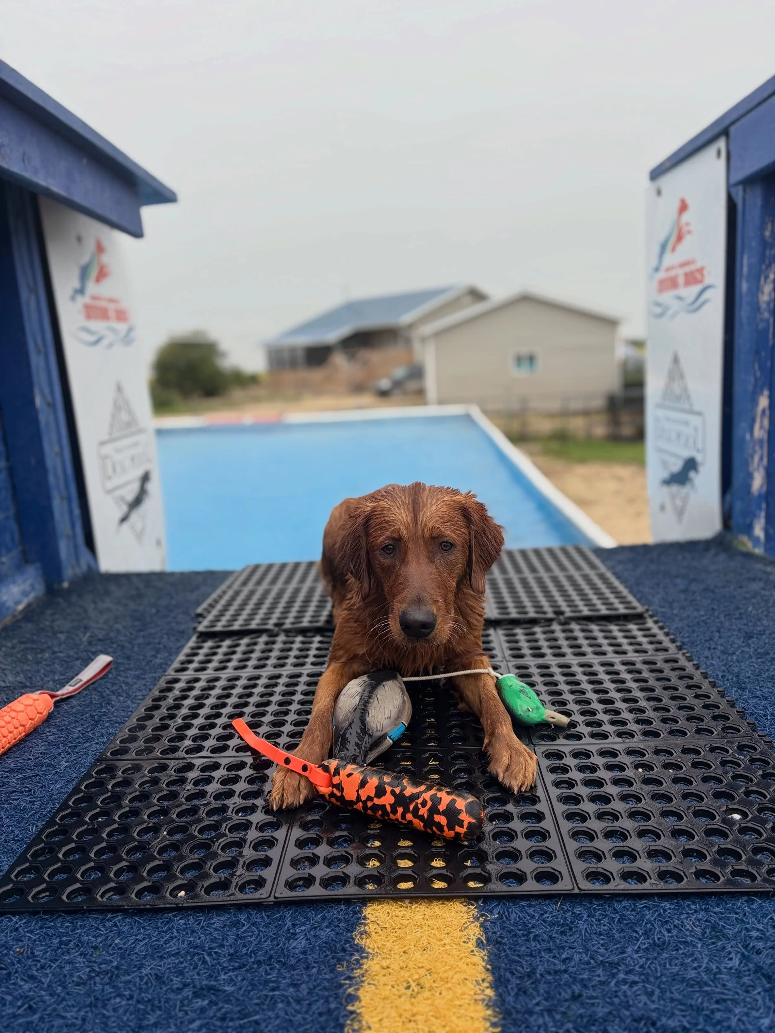 Rainy pool day for Ratchet ☔️🩵🌧️
Love me a fieldy golden that is up for anything no matter the weather 🦆