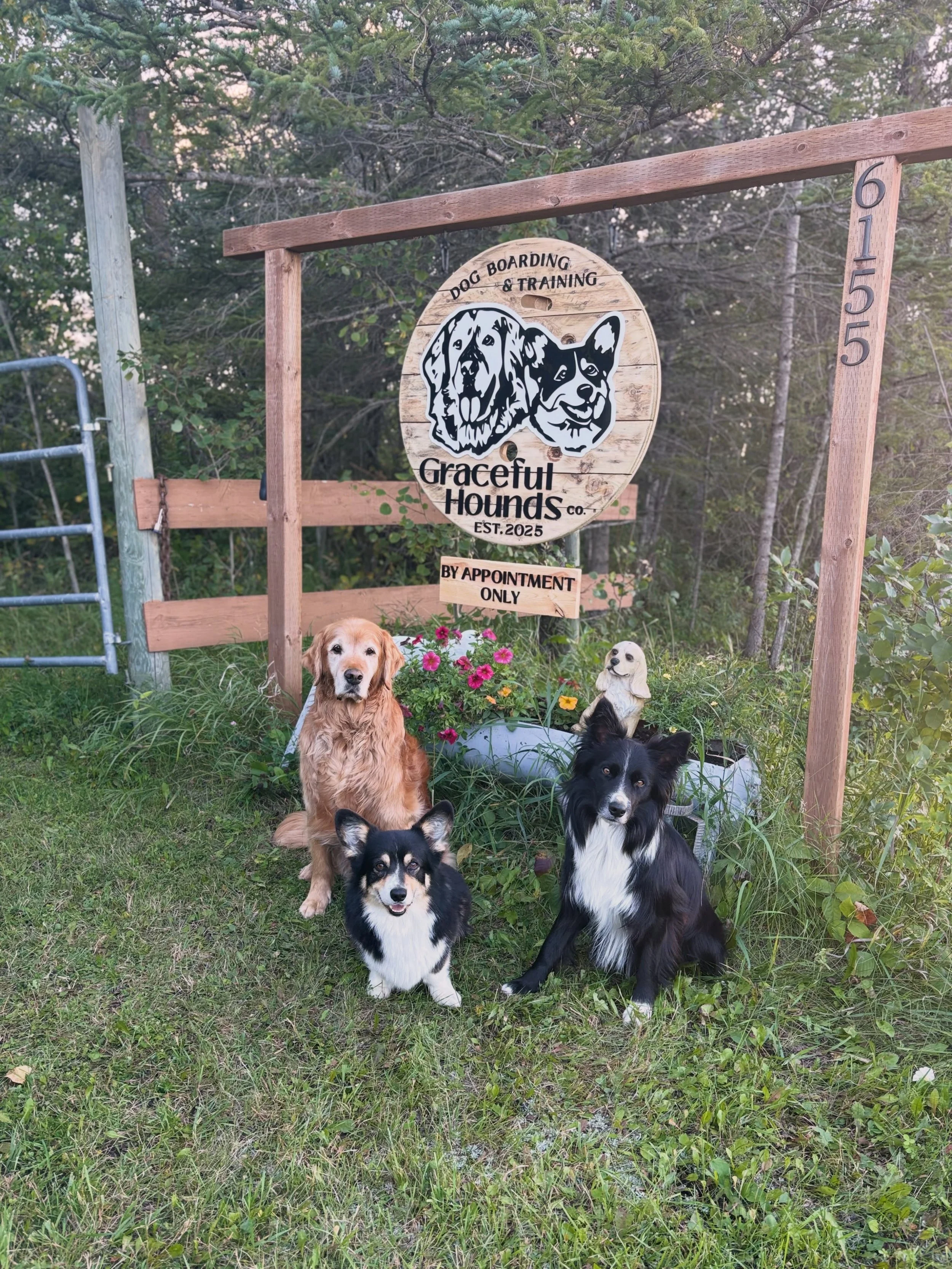 Welcome to Graceful Hounds 💛

The boys are pretty proud of our new sign! Thank you so much @pebblebeachcrafts for creating this beautiful piece for our little farm 🫶🫶