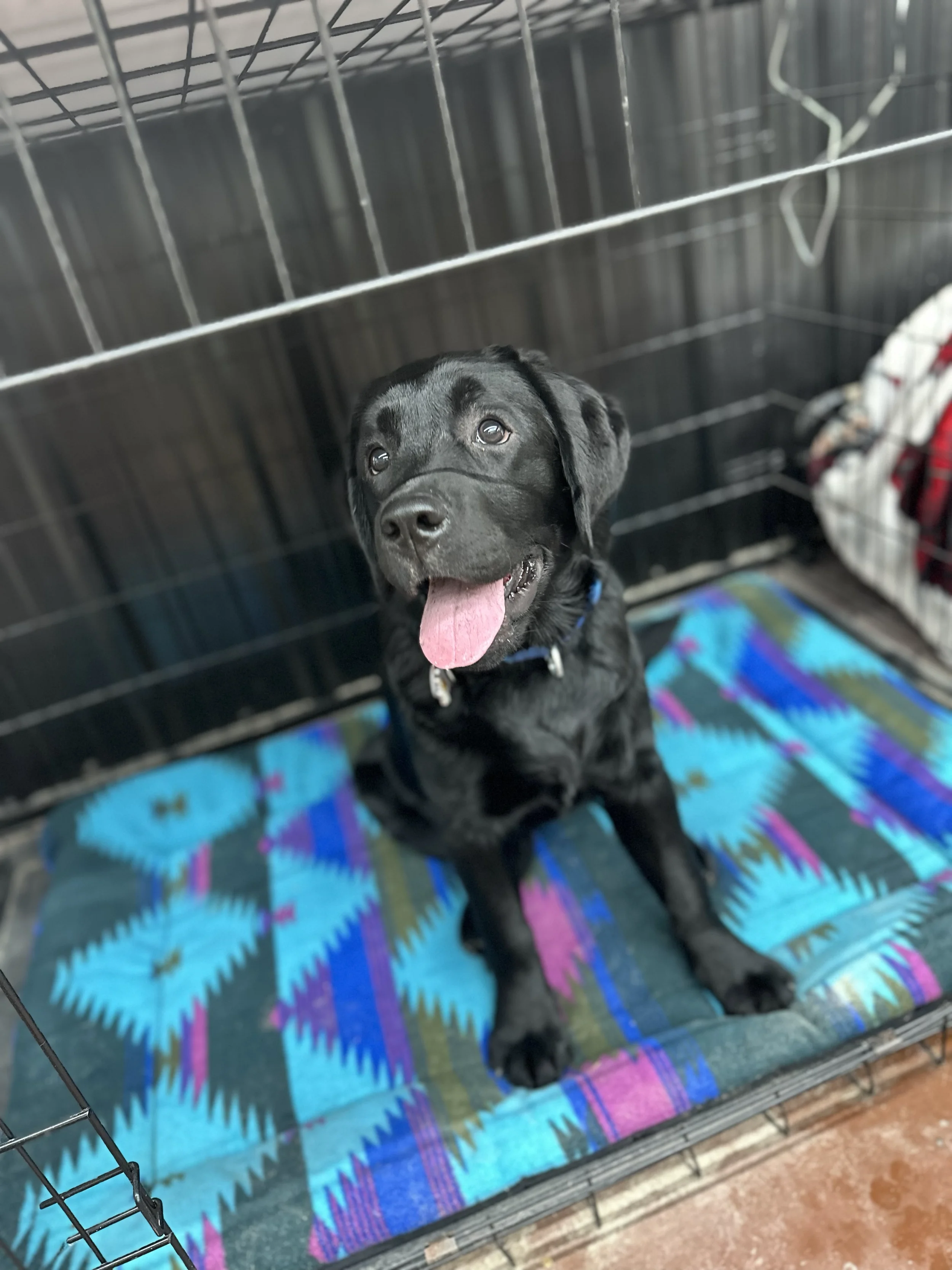 Wet black puppy sitting inside a metal crate on a colorful patterned blanket, looking up with tongue out.