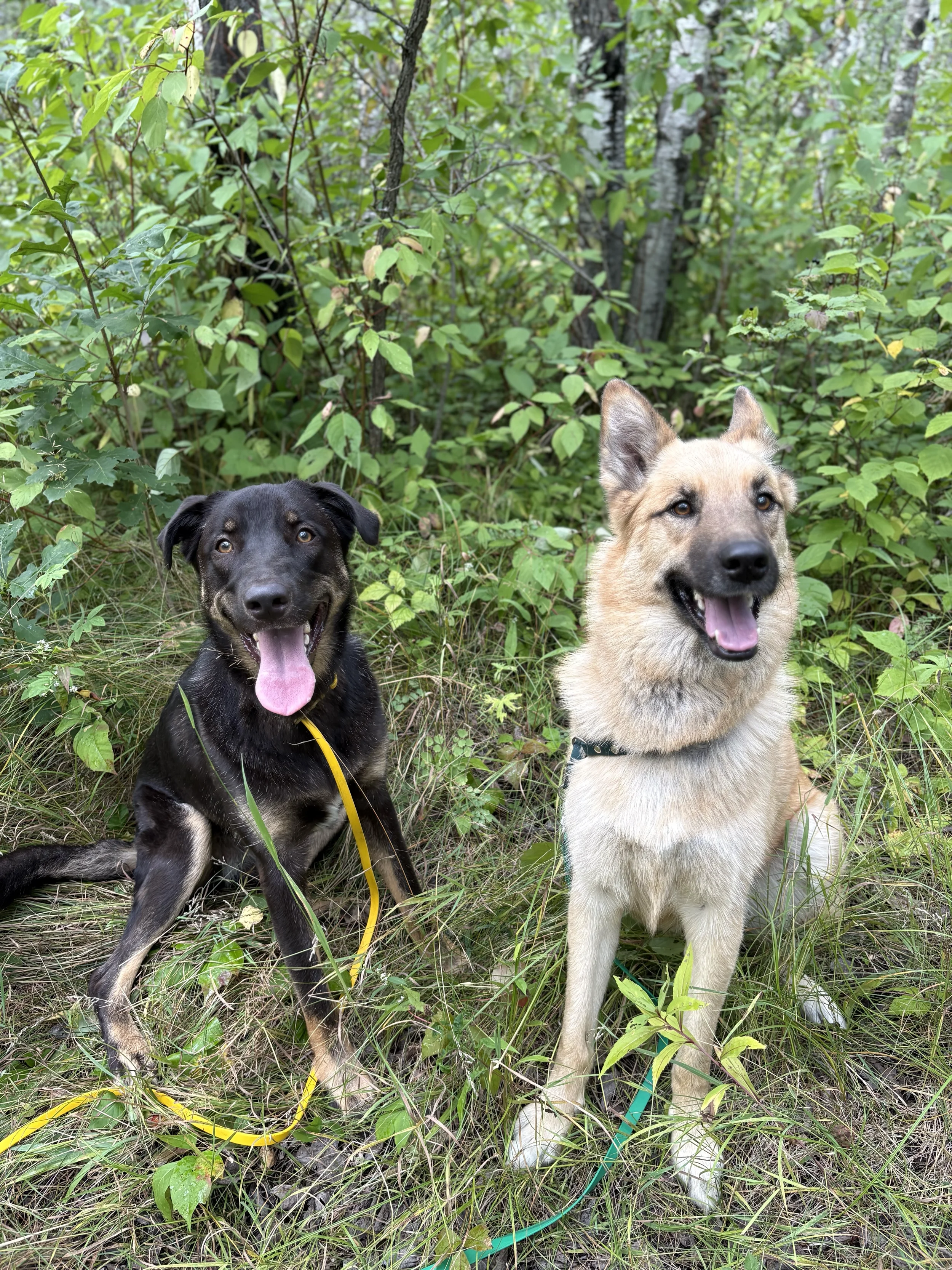 Two dogs sitting on grass in a forested area with green plants and trees in the background.
