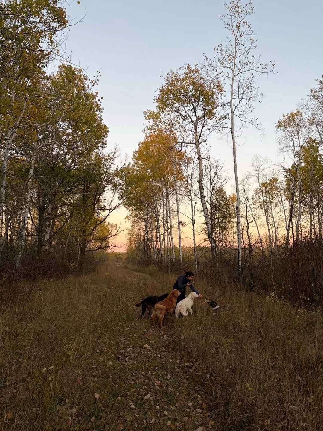 Person walks four dogs on a trail in a wooded area during sunset, with trees and colorful sky in the background.