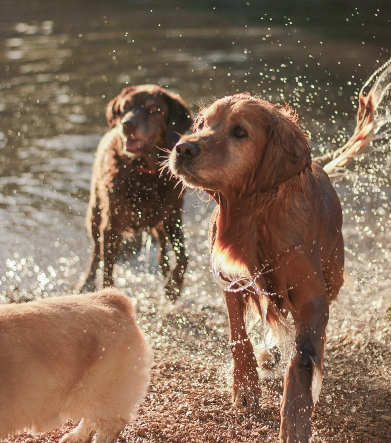 Three dogs playing in water at the beach, with splashing water around them.