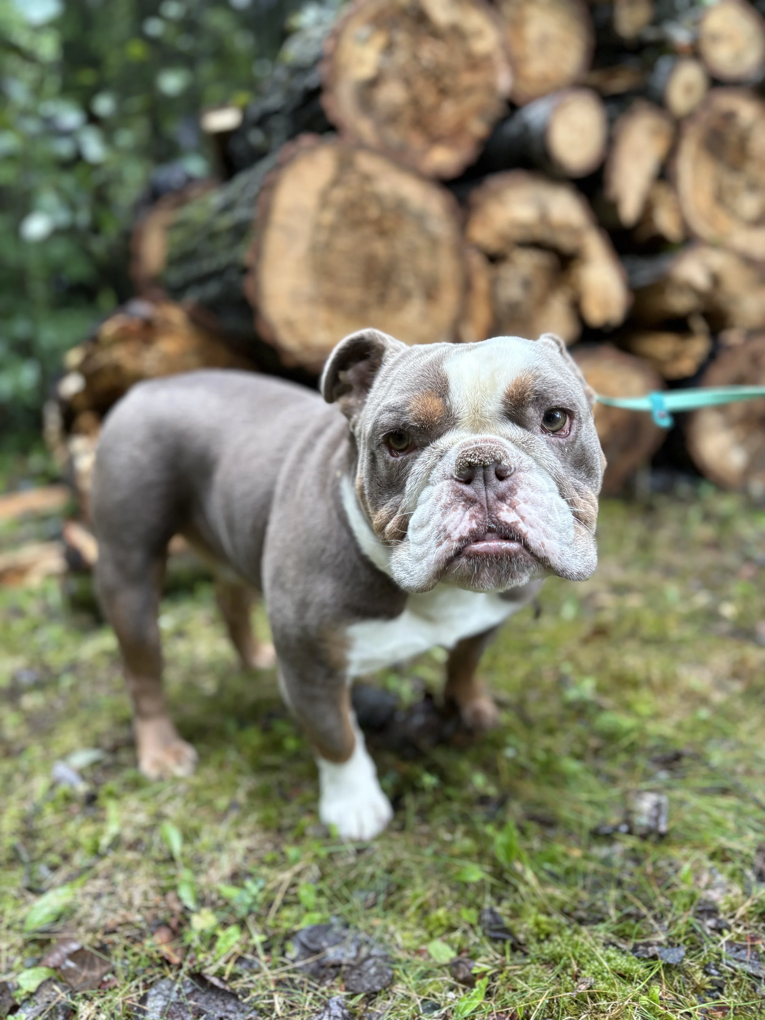 A cute bulldog with a gray and white coat standing outdoors on green moss, with a stack of cut logs in the background.