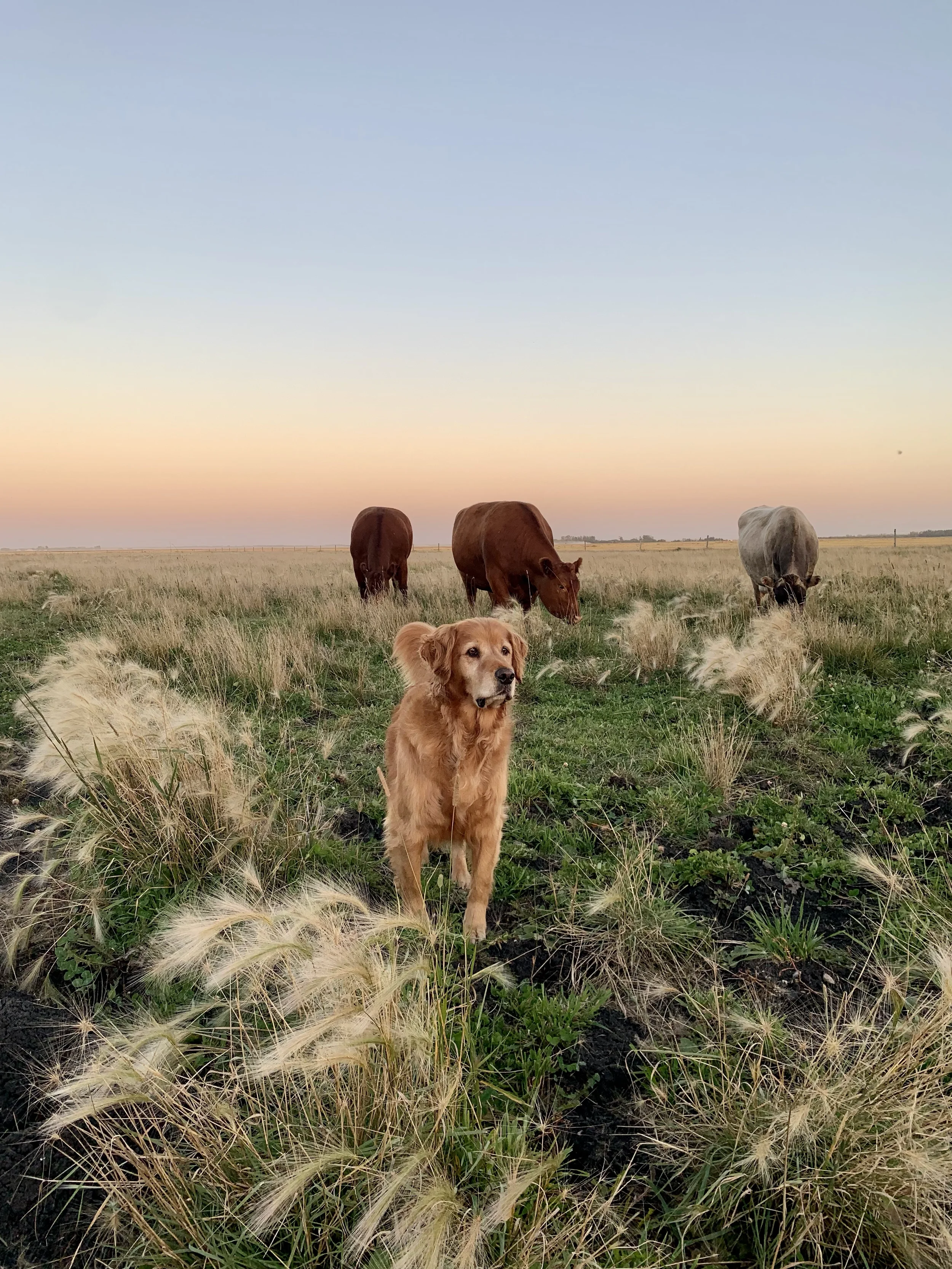 A golden retriever dog standing amidst tall grasses in a wide open field with three cows grazing in the background during sunset.