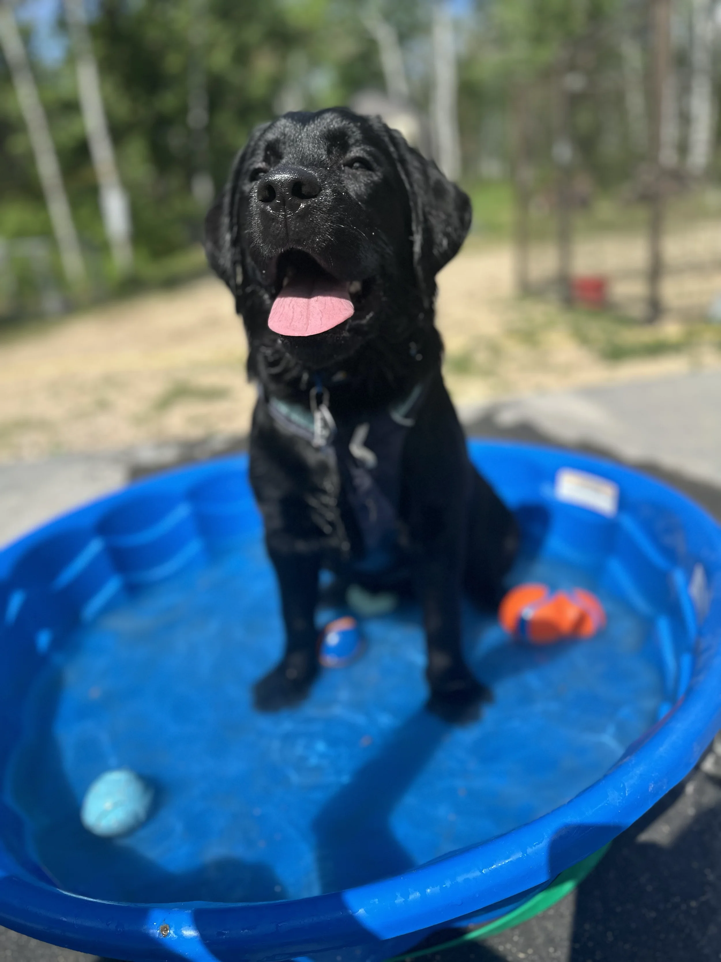 A black puppy sitting in a blue plastic kiddie pool outdoors on a sunny day, with trees and a fence in the background. The puppy's tongue is out and it has a happy expression.