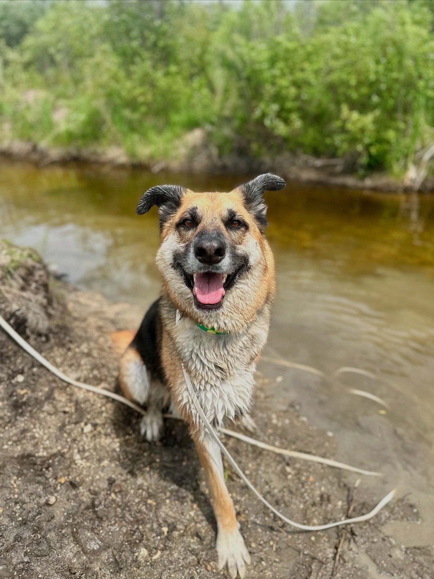 A happy, wet dog sitting near a riverbank with green trees in the background.