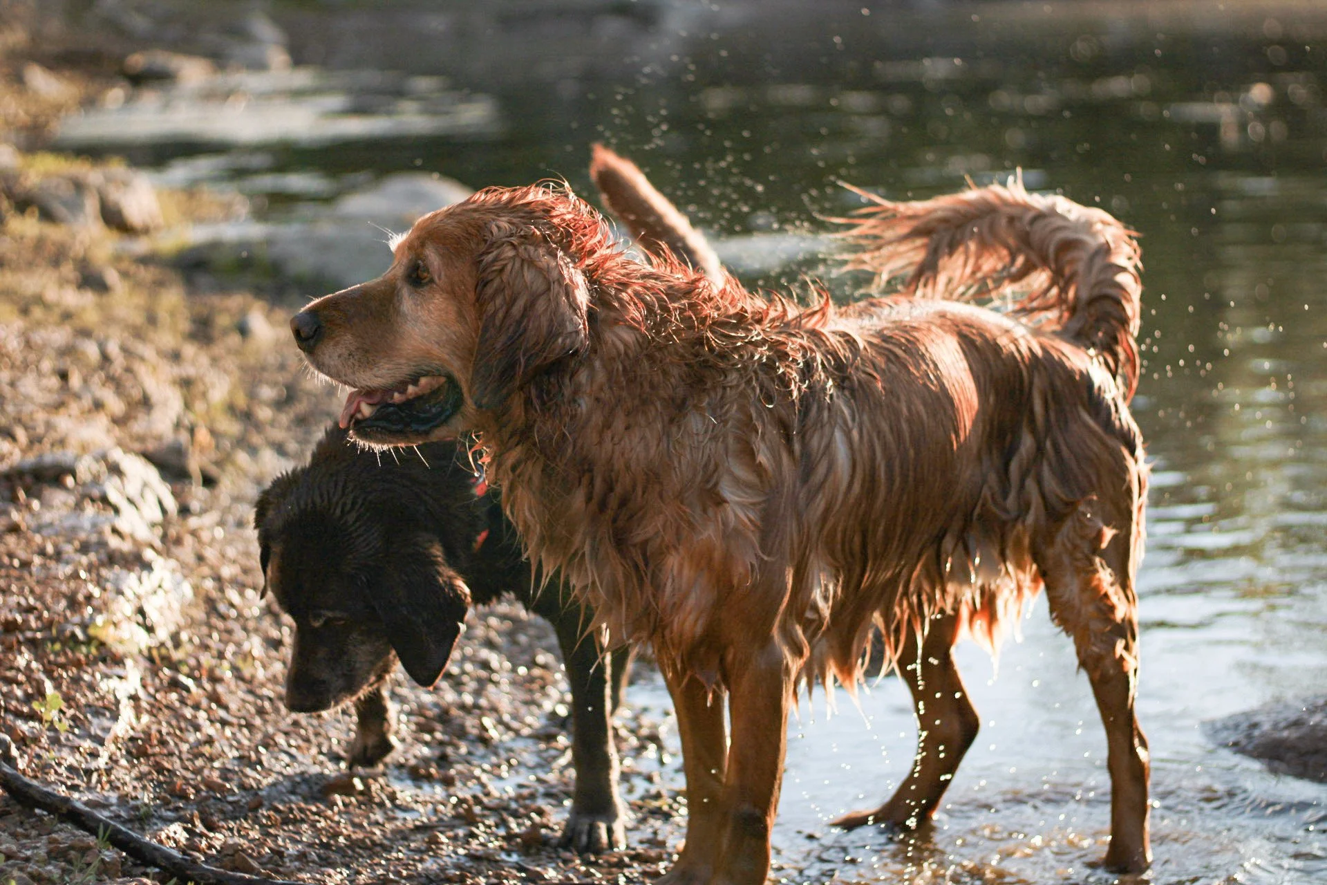 Two dogs, one golden retriever and one black Labrador, playing in the water at the edge of a lake or pond, with rocks and some greenery nearby.