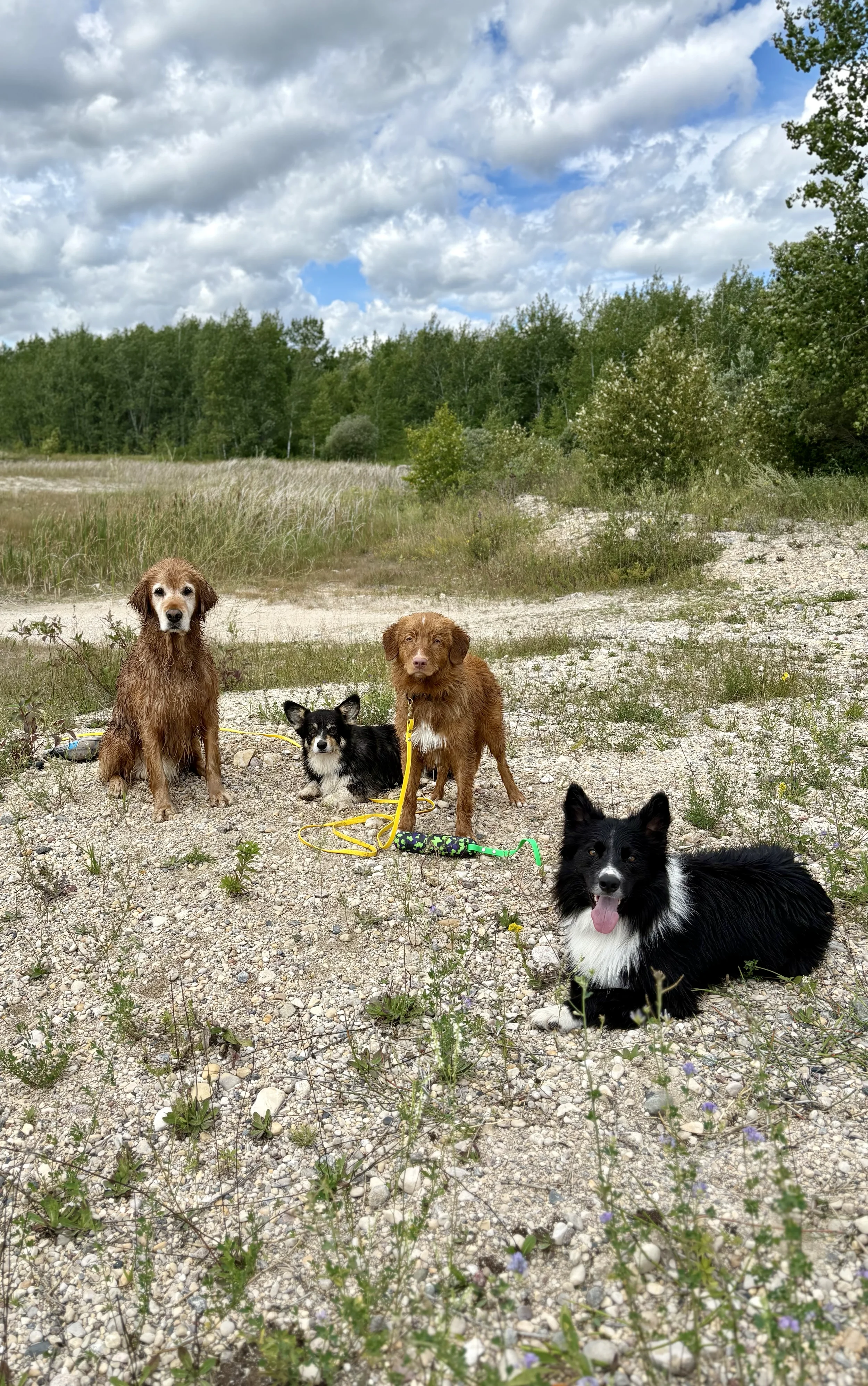 Four dogs sitting on a gravel path with grass, bushes, and trees under a partly cloudy sky.