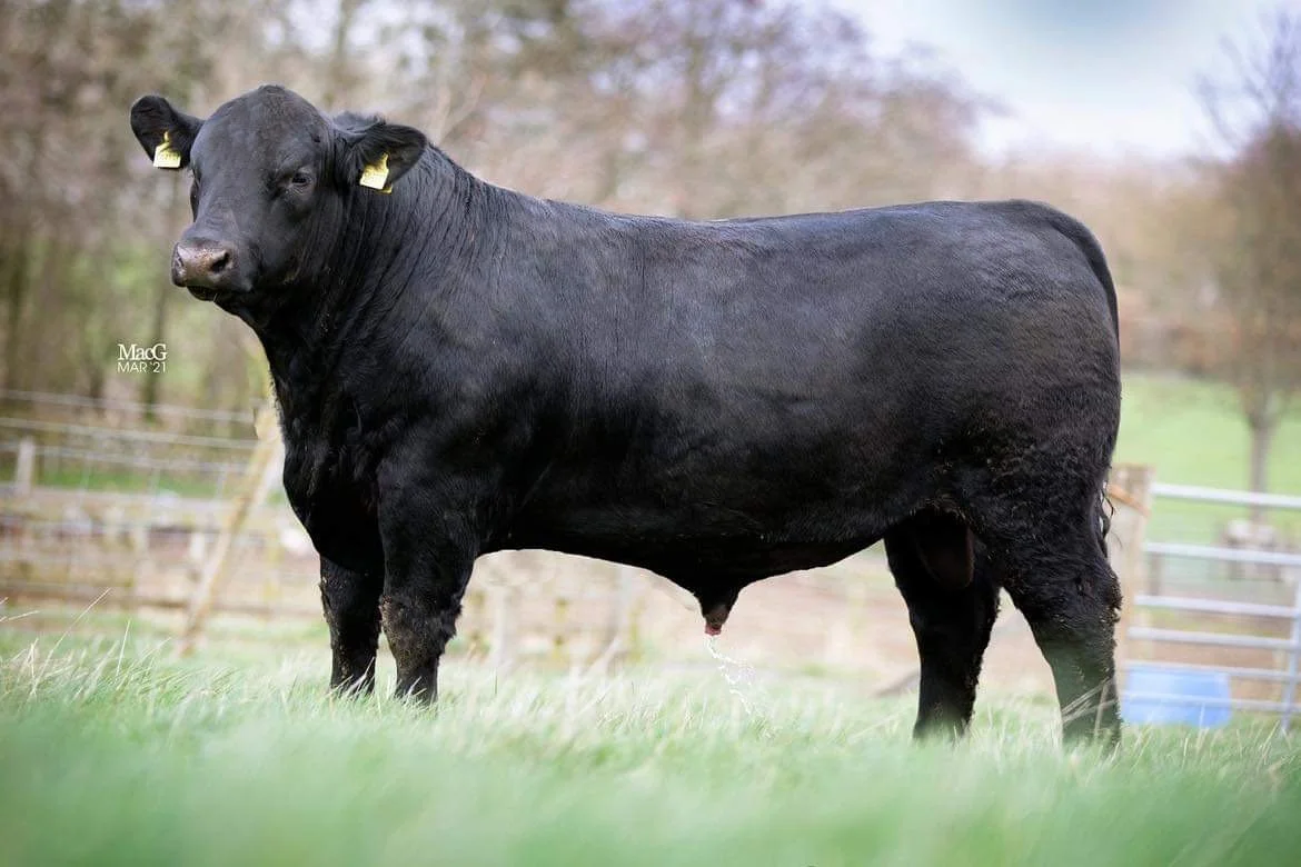 Rawburn Regulator W131