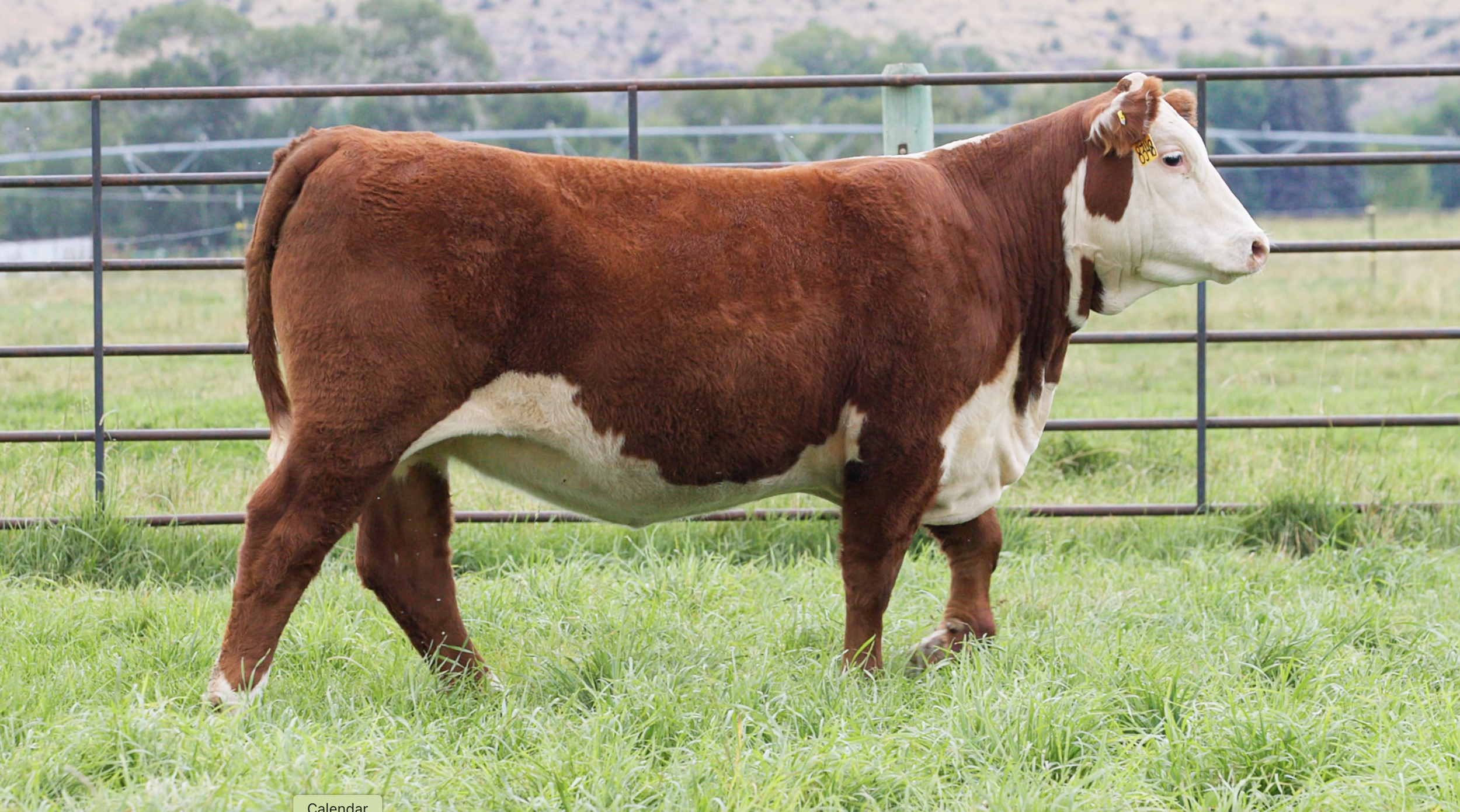 Churchill Lady 4312M