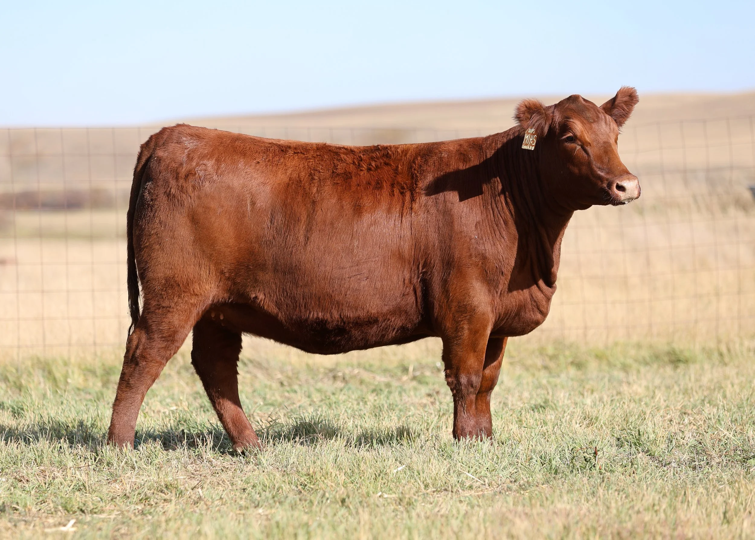 Red Six Mile Fanny 241M