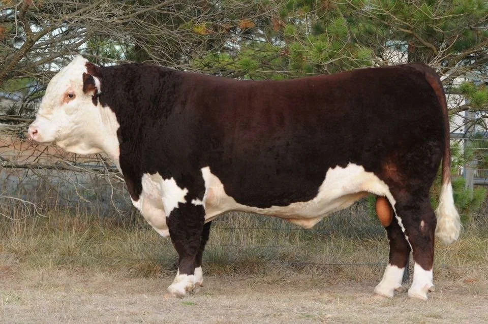 Minlacowie Jubilant J123