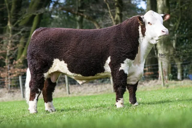 Hoghton View 1 Jackaroo