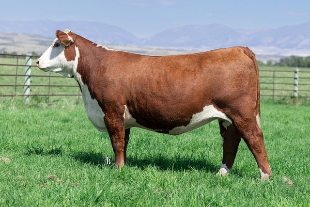 Churchill Lady 4312M