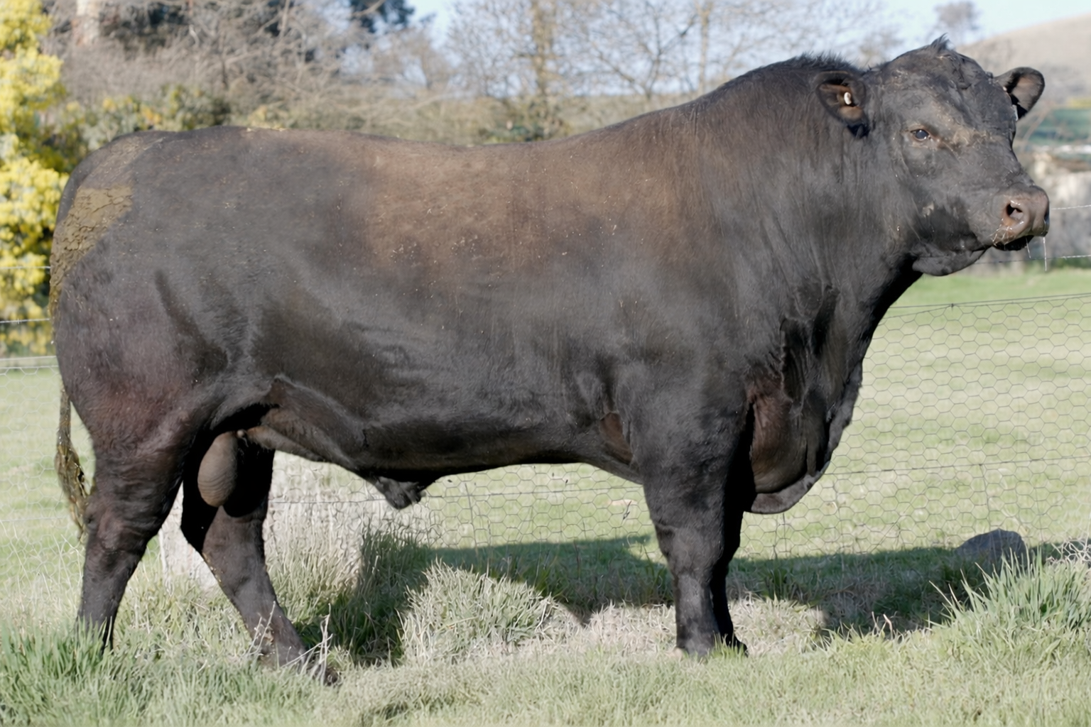 Millah Murrah Ulsterman U145