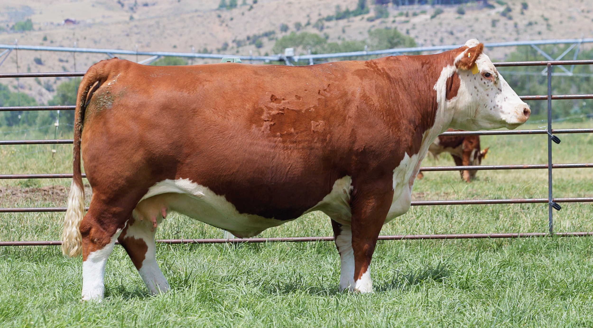 Churchill Lady 0294H