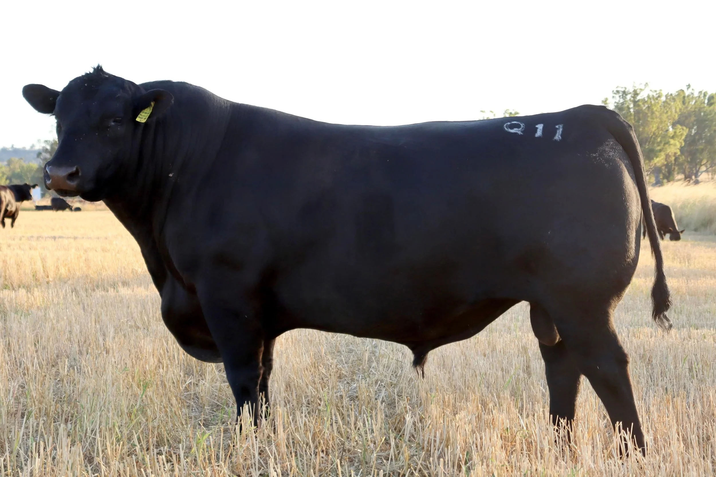 Milwillah Power Broker