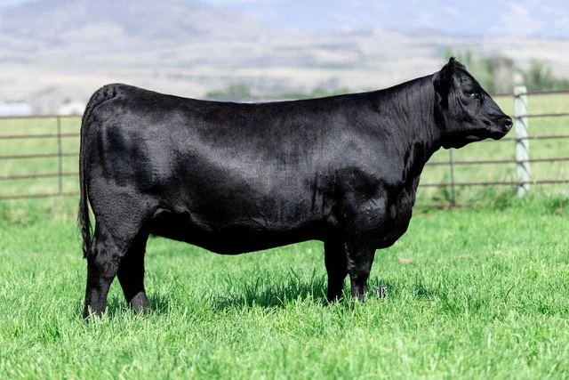 S A V Madame Pride 5119