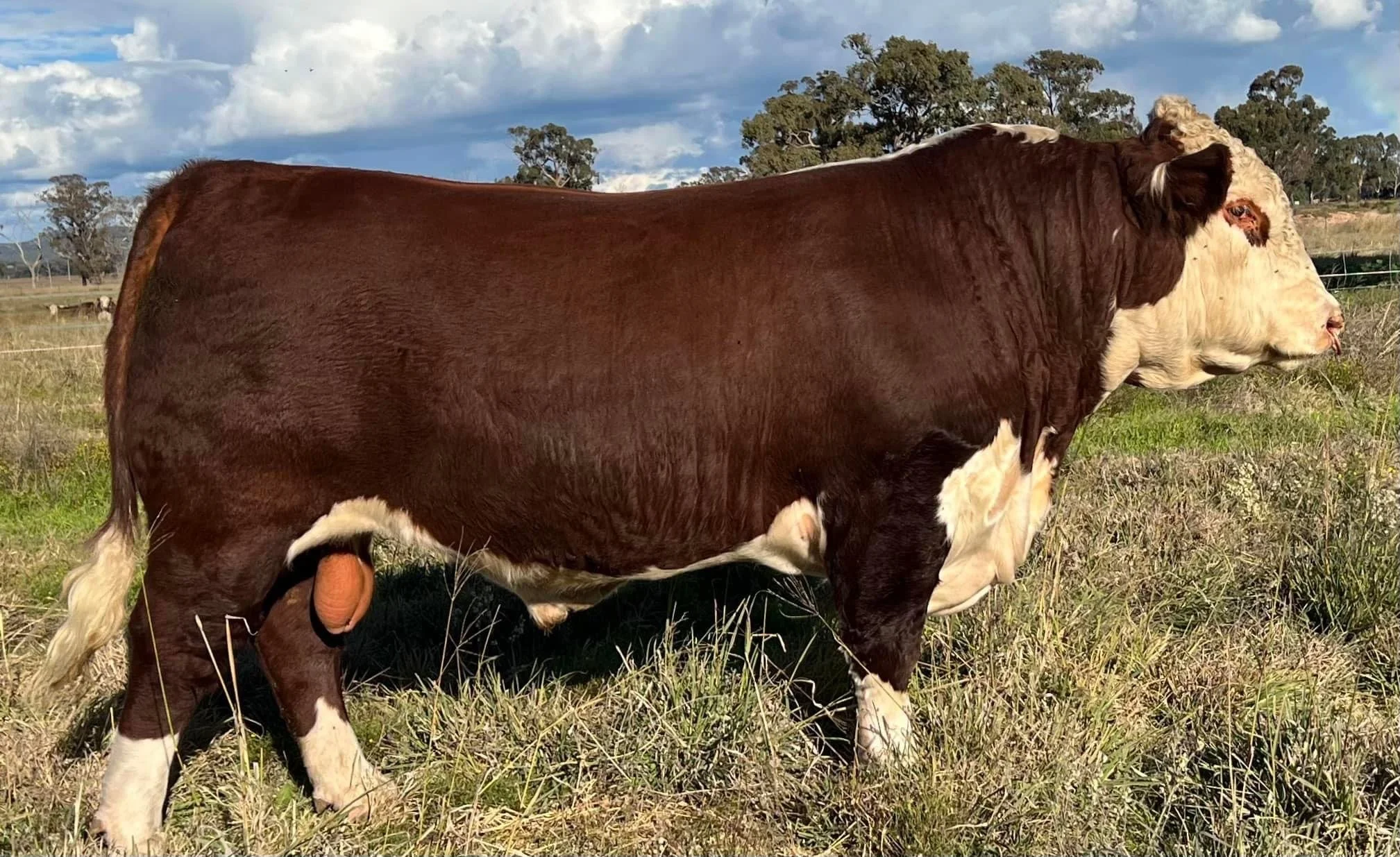 The Ranch Remington R028