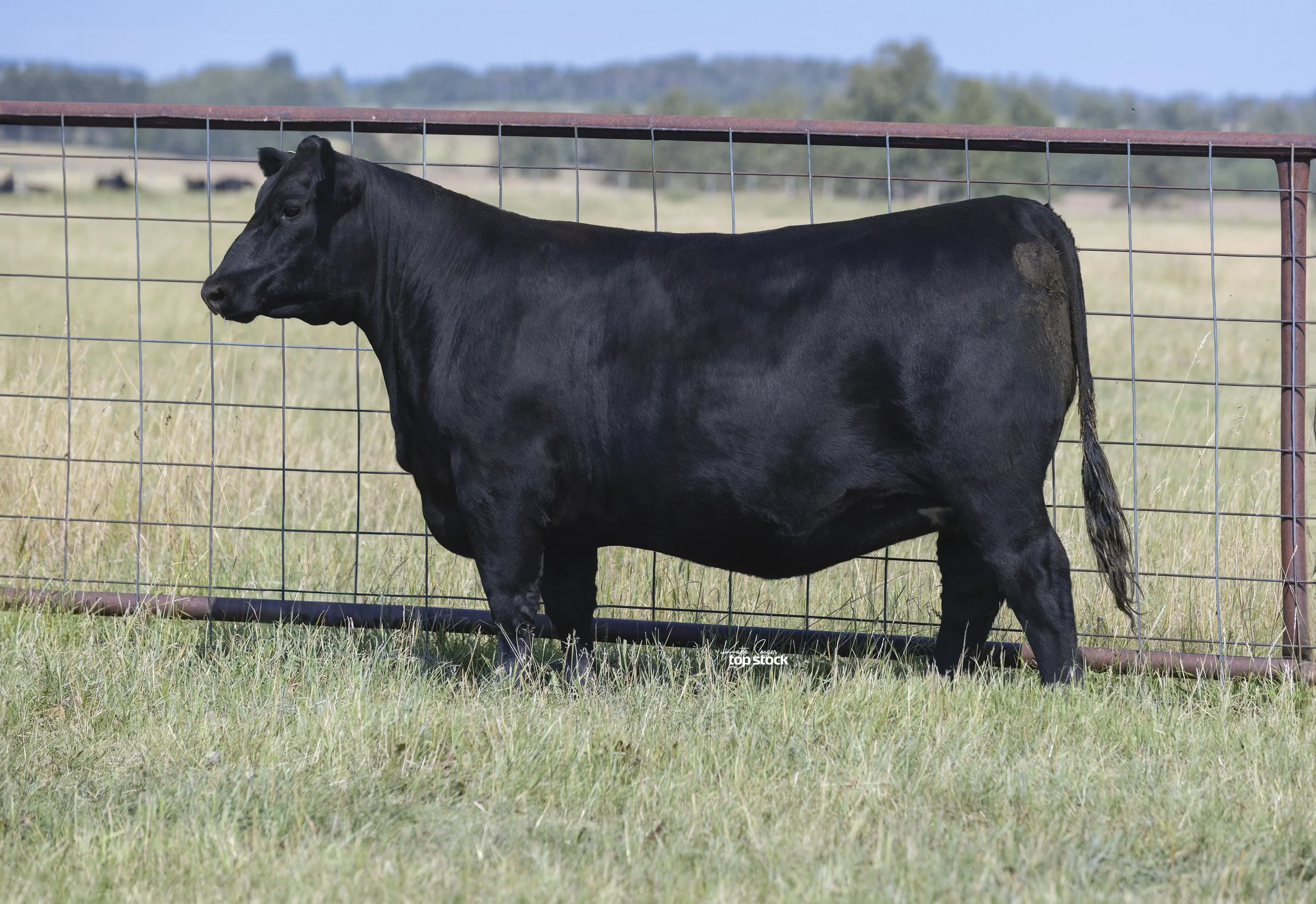 Belvin Lady Blossom 218’23