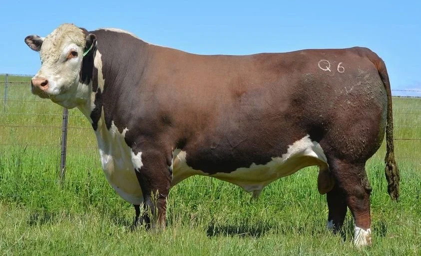 Kanimbla Power Quest Q006