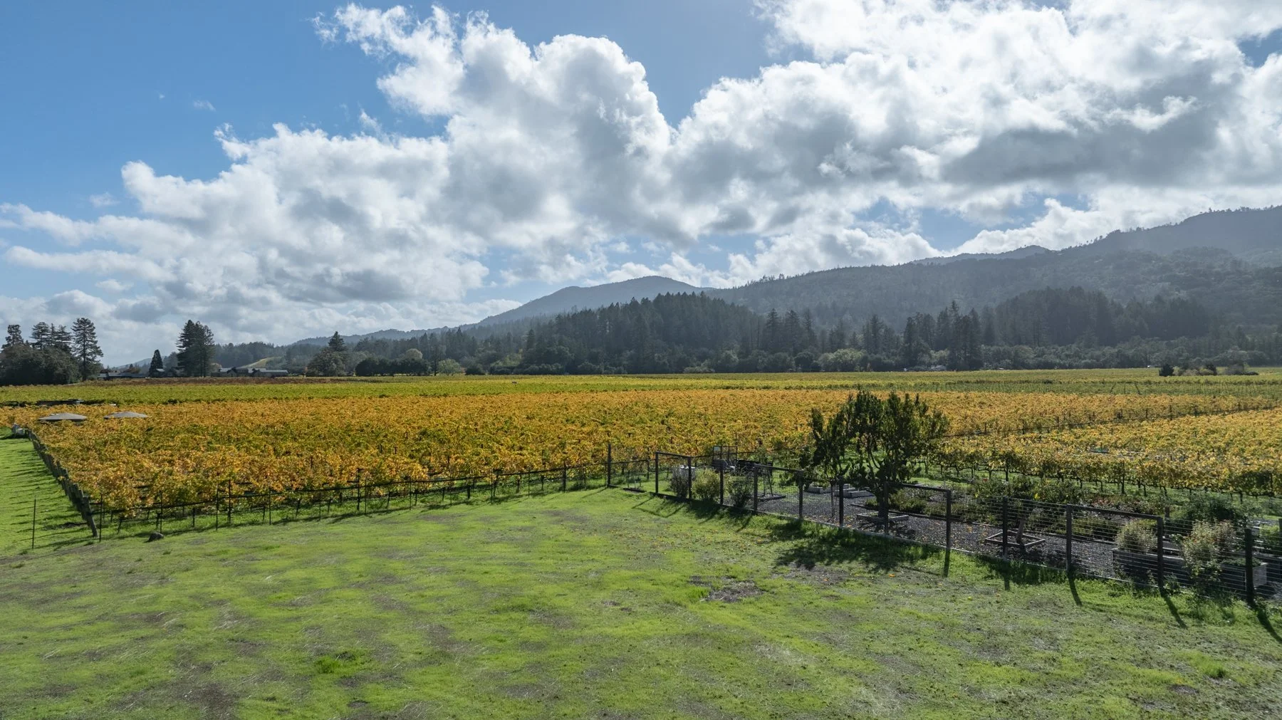 Vineyard with rows of grapevines, green grass, a few trees, distant mountains, and a partly cloudy sky.