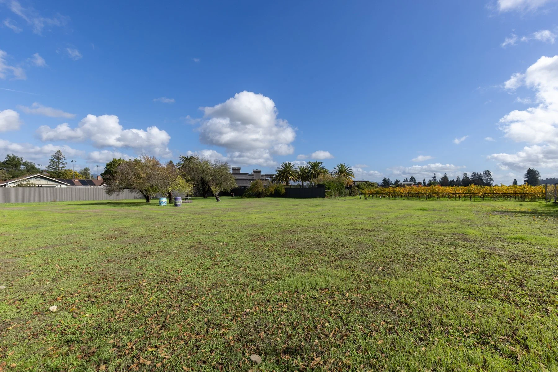 Open grassy field with scattered trees, a row of palm trees, and a vineyard in the background under a blue sky with fluffy clouds.