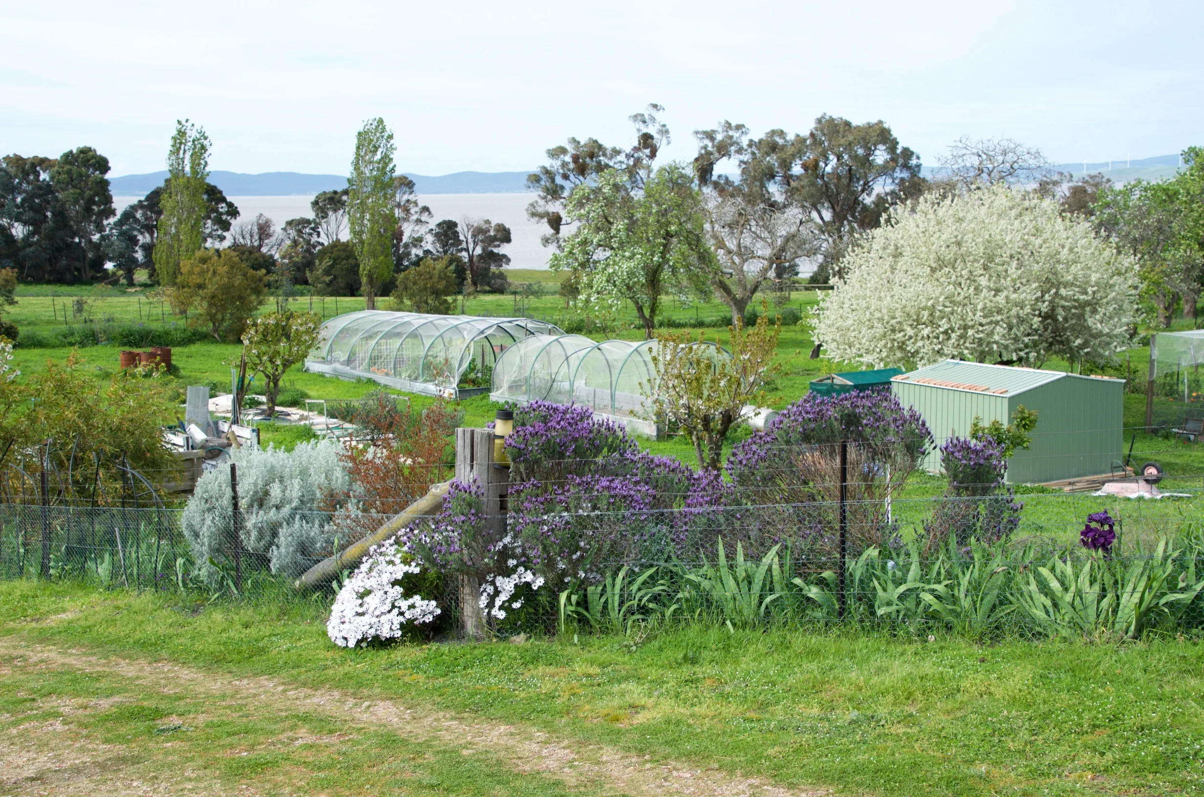  Orchard and food gardens 

 

 Our orchard features many varieties of productive fruit trees - cherries, plums, peaches, apples, nectarines, pears, figs, medlar. We grow seasonal produce in the poly tunnels and our chickens provide eggs. We are work