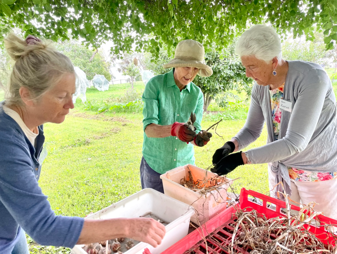 Three women harvesting root vegetables under a leafy tree in a garden or orchard.