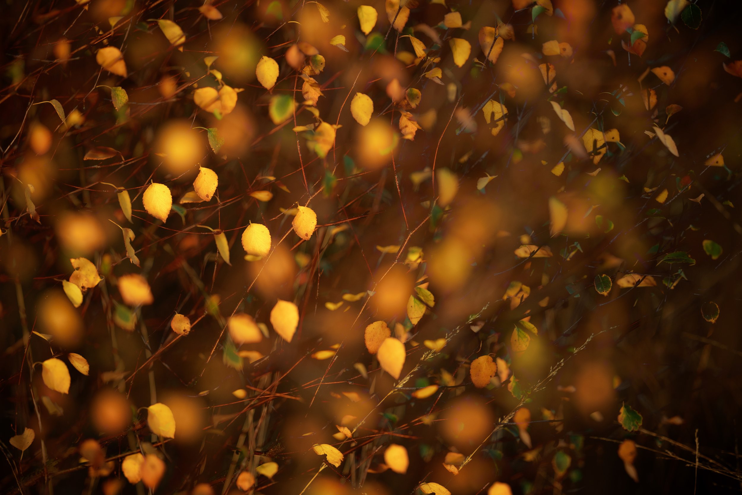 Golden leaves.JPG
